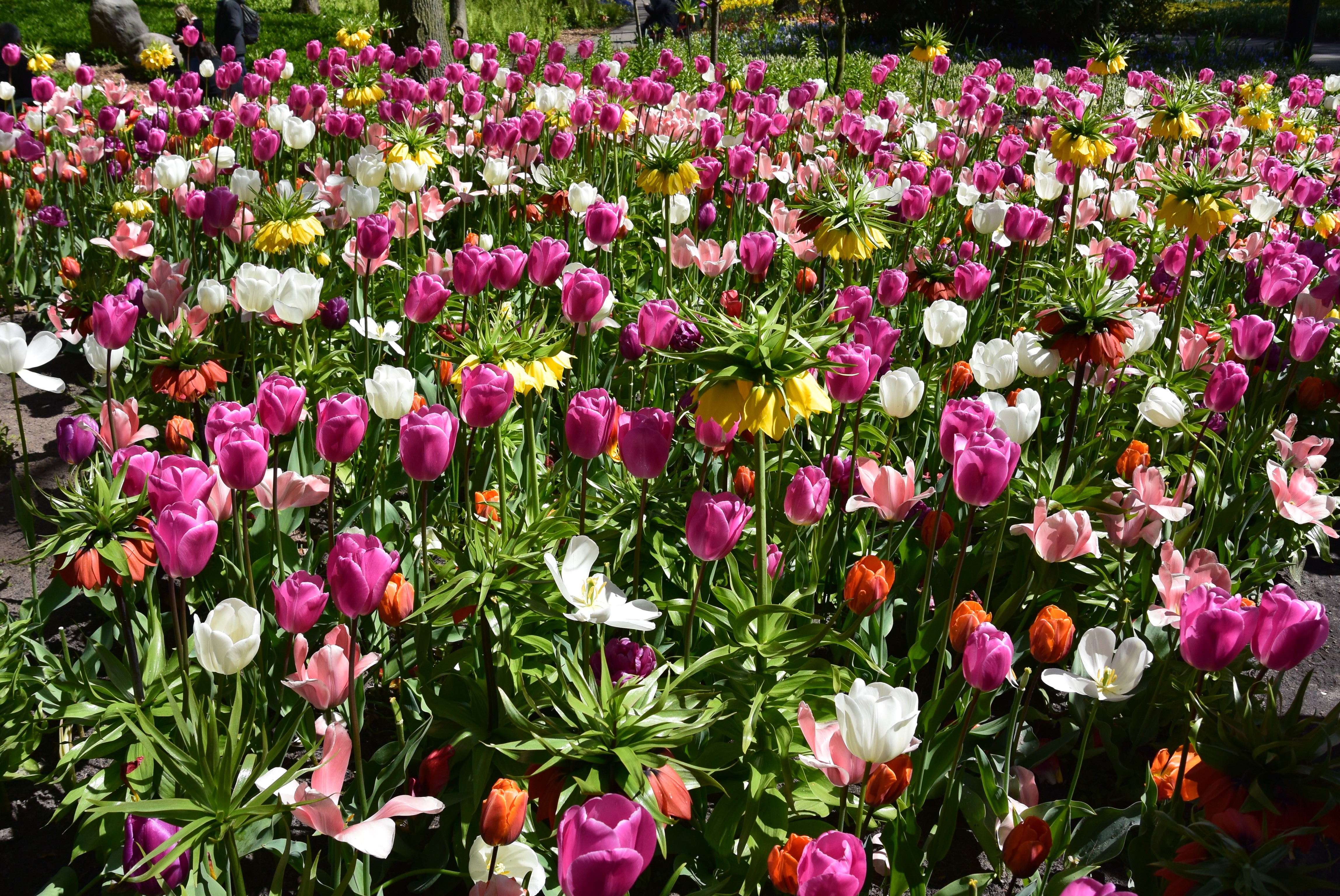 Keukenhof Gardens with Tulips and Fritillaria HD Wallpaper