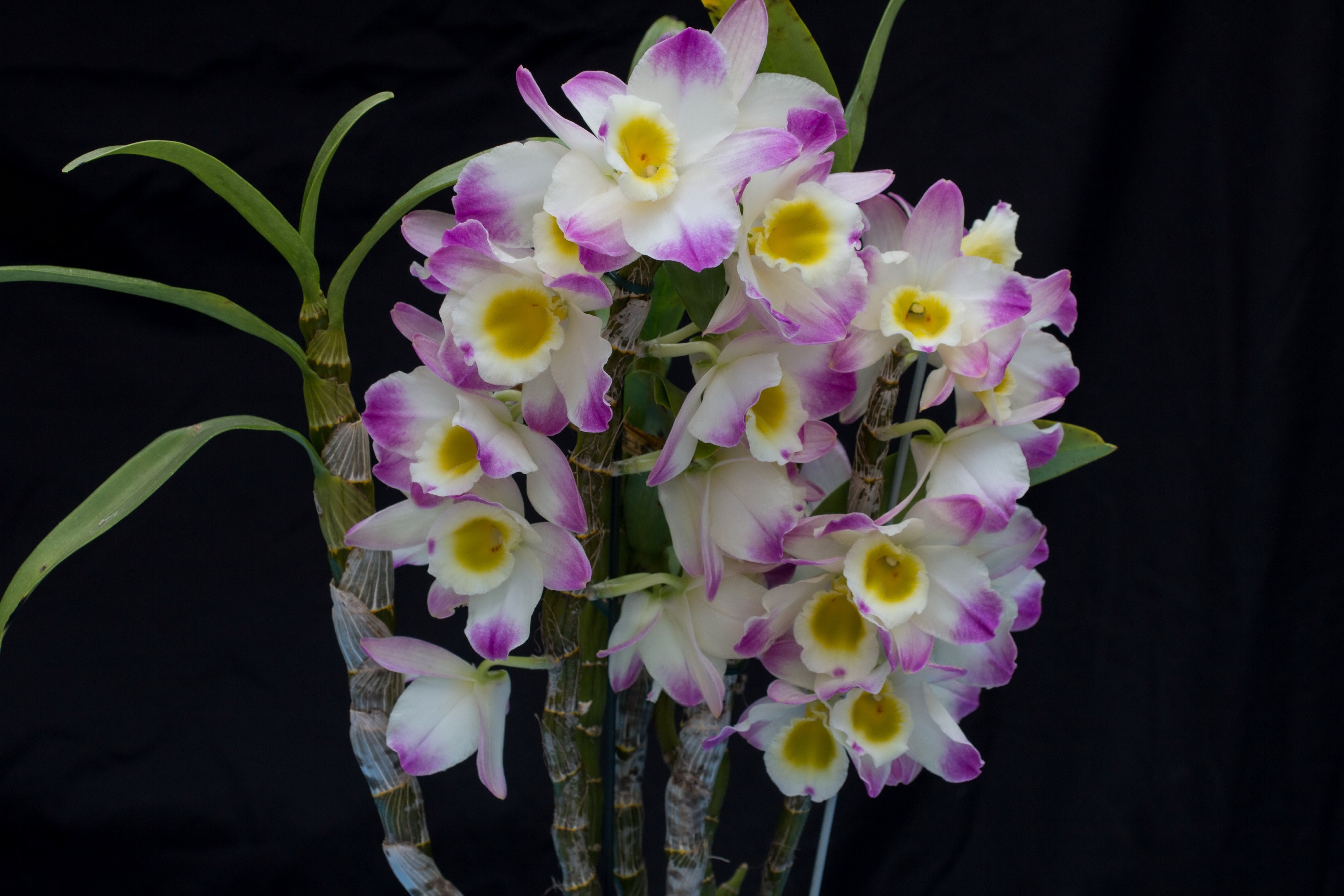 4K Orchid with Purple and Yellow Centers on Black Background HD Wallpaper
