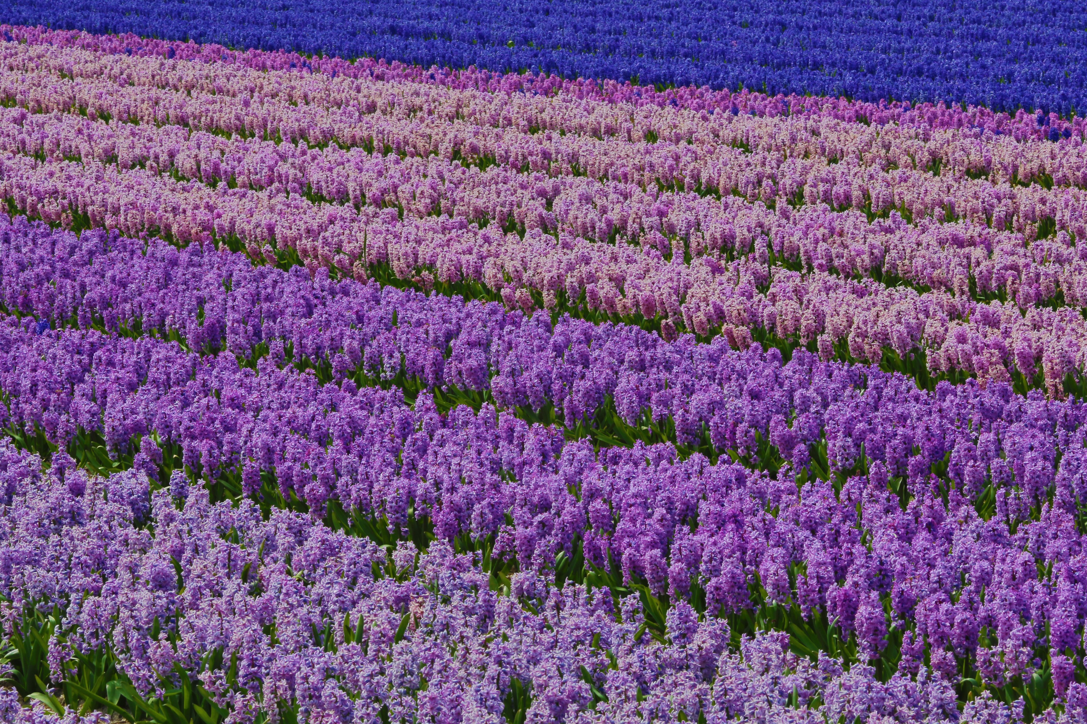 Rows of colorful hyacinth flowers in a field HD Wallpaper