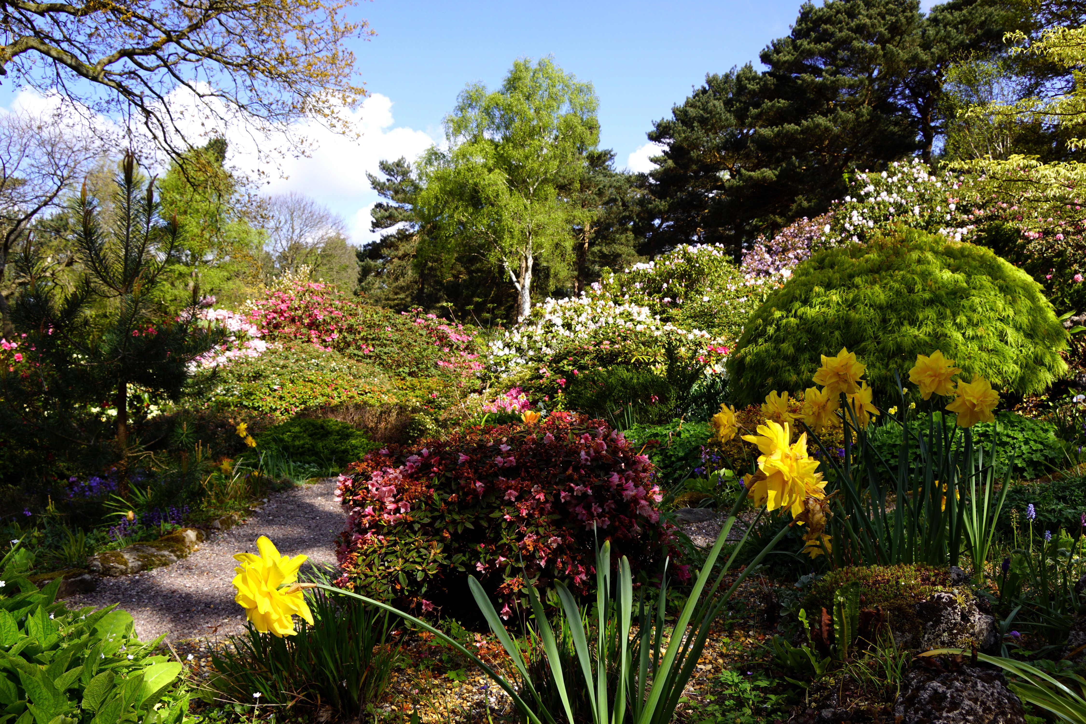 Lee Gardens United Kingdom Daffodils and Rhododendron HD Wallpaper