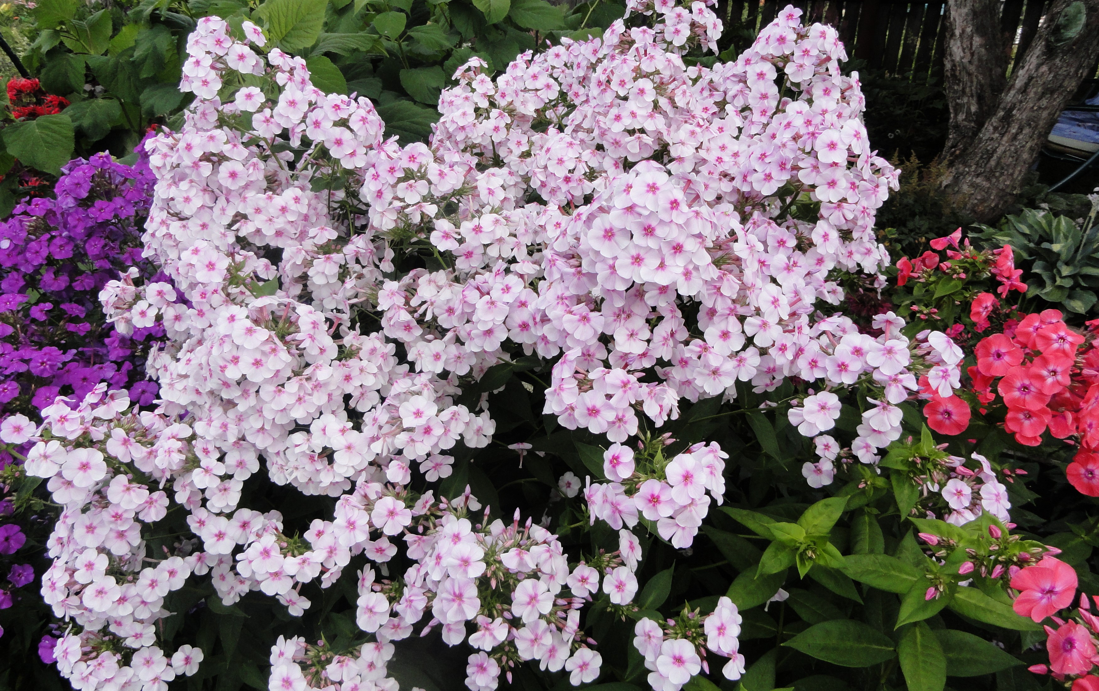 Phlox flowers in a garden HD Wallpaper