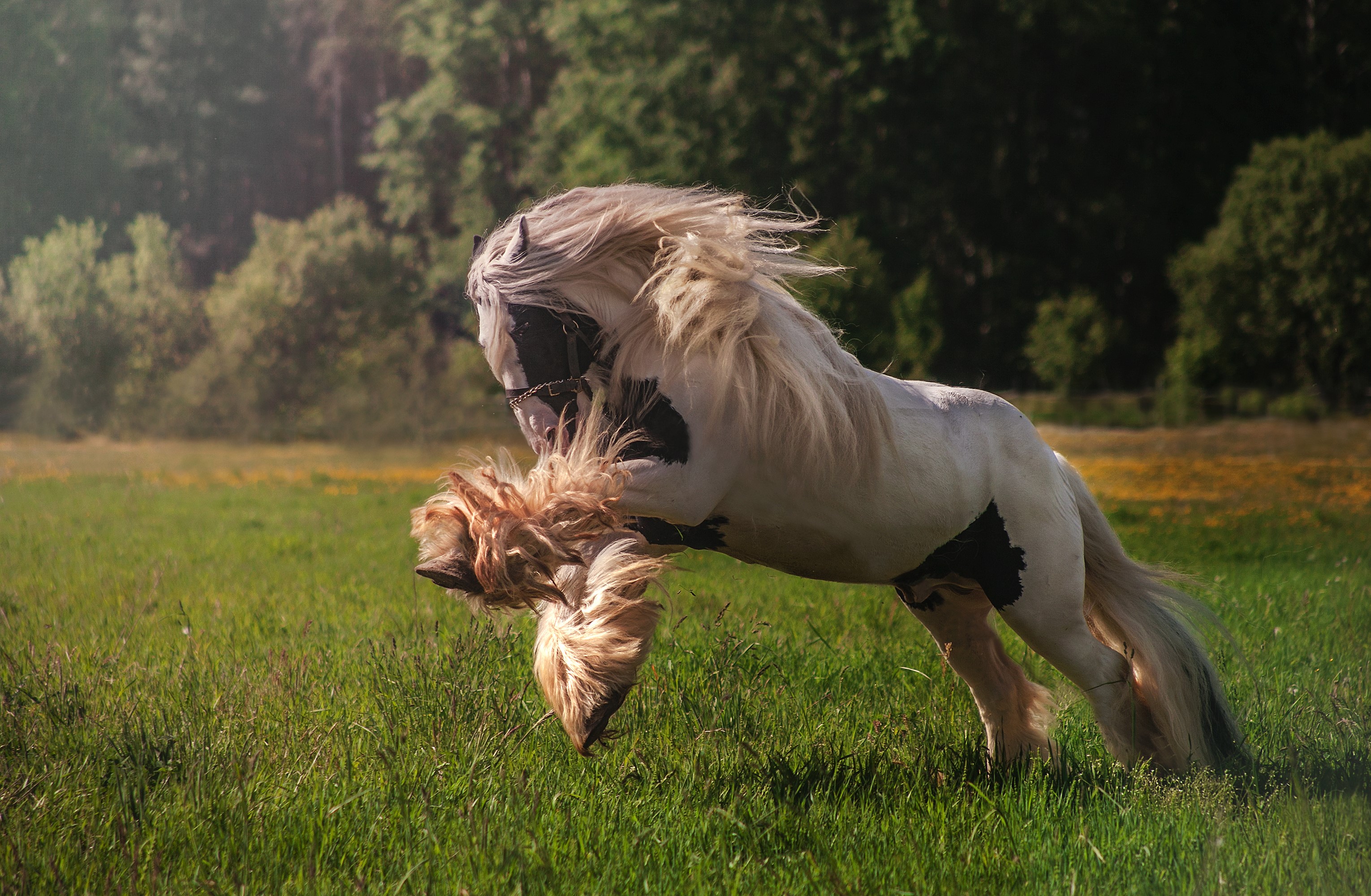A pinto horse with a long mane running in a grassy field HD Wallpaper