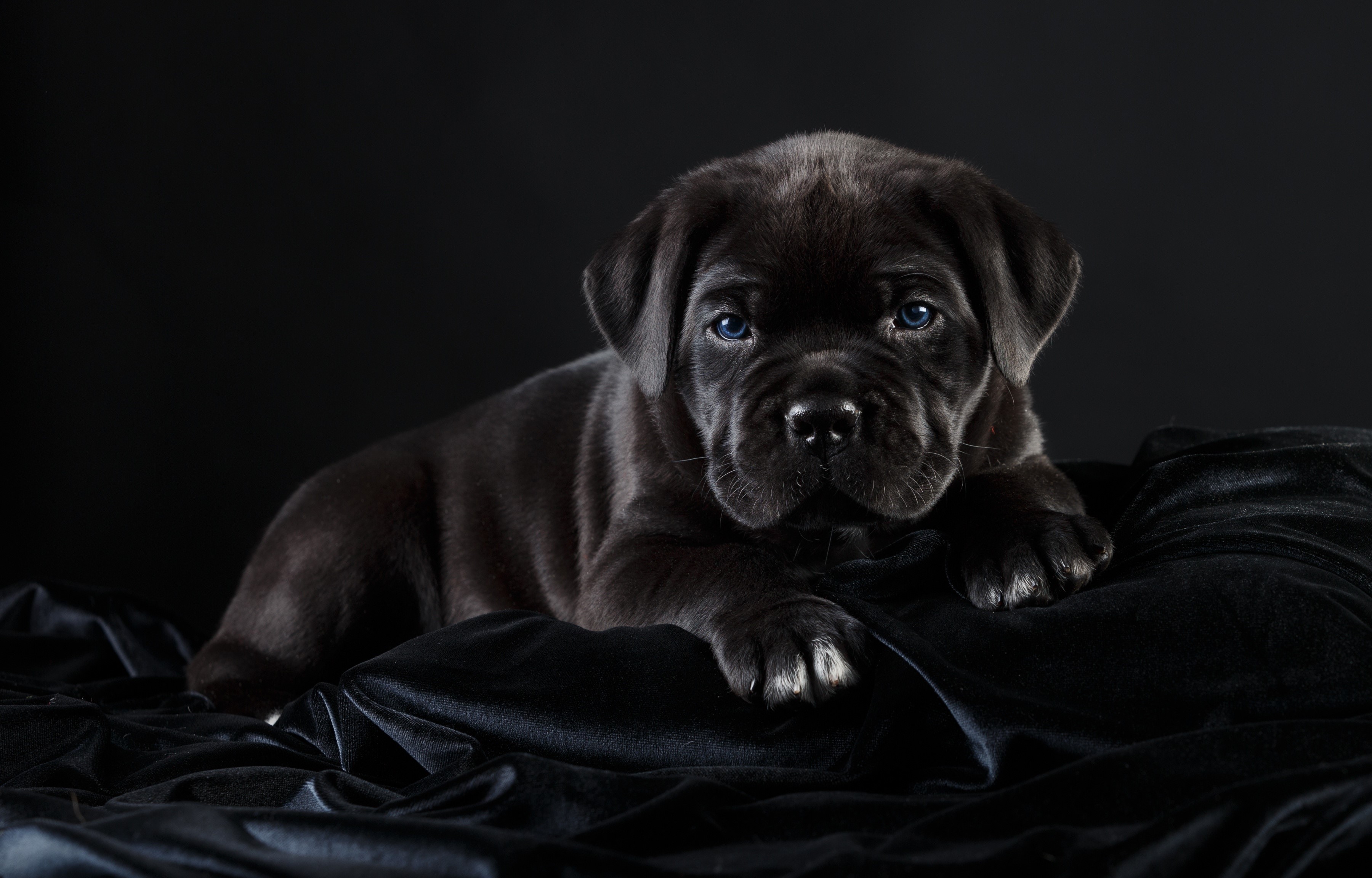 Black Cane Corso puppy on black background HD Wallpaper