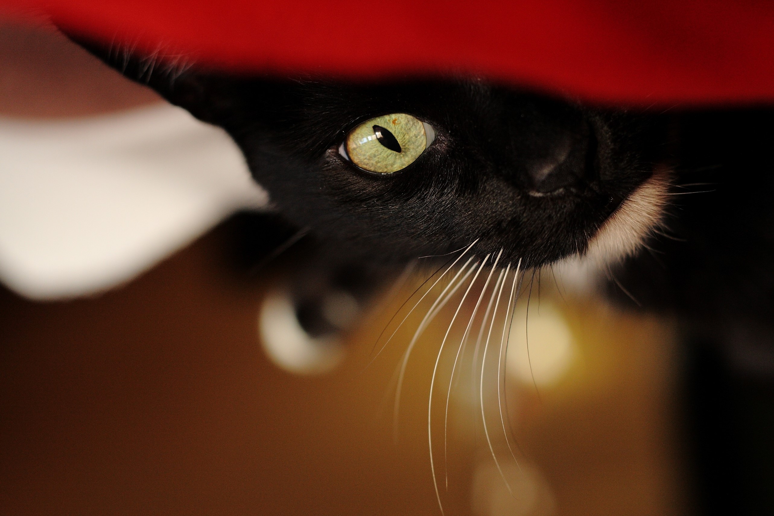 Close-up of a black cat's green eye and whiskers HD Wallpaper