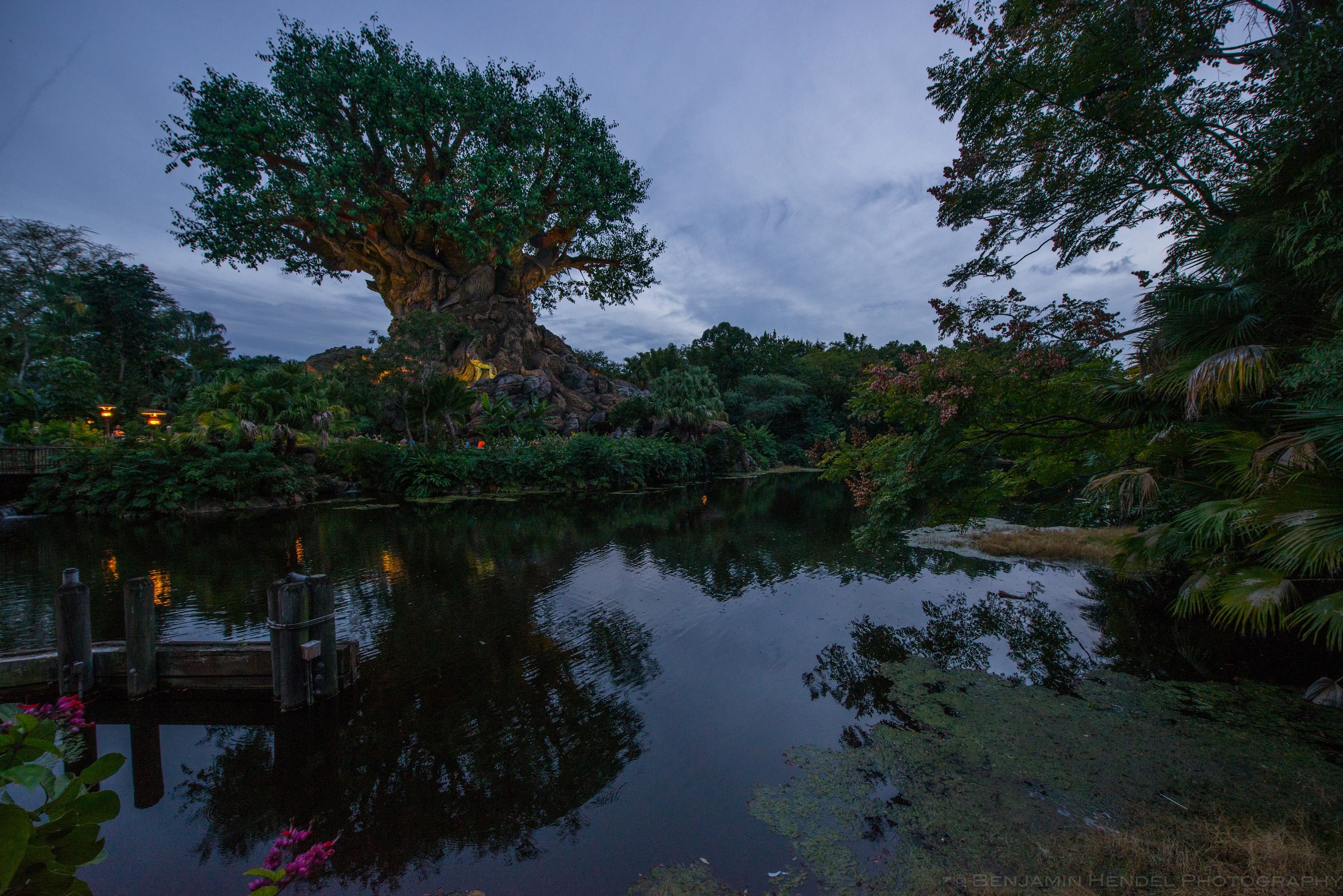 Tree of Life at Animal Kingdom, Bay Lake, Florida HD Wallpaper