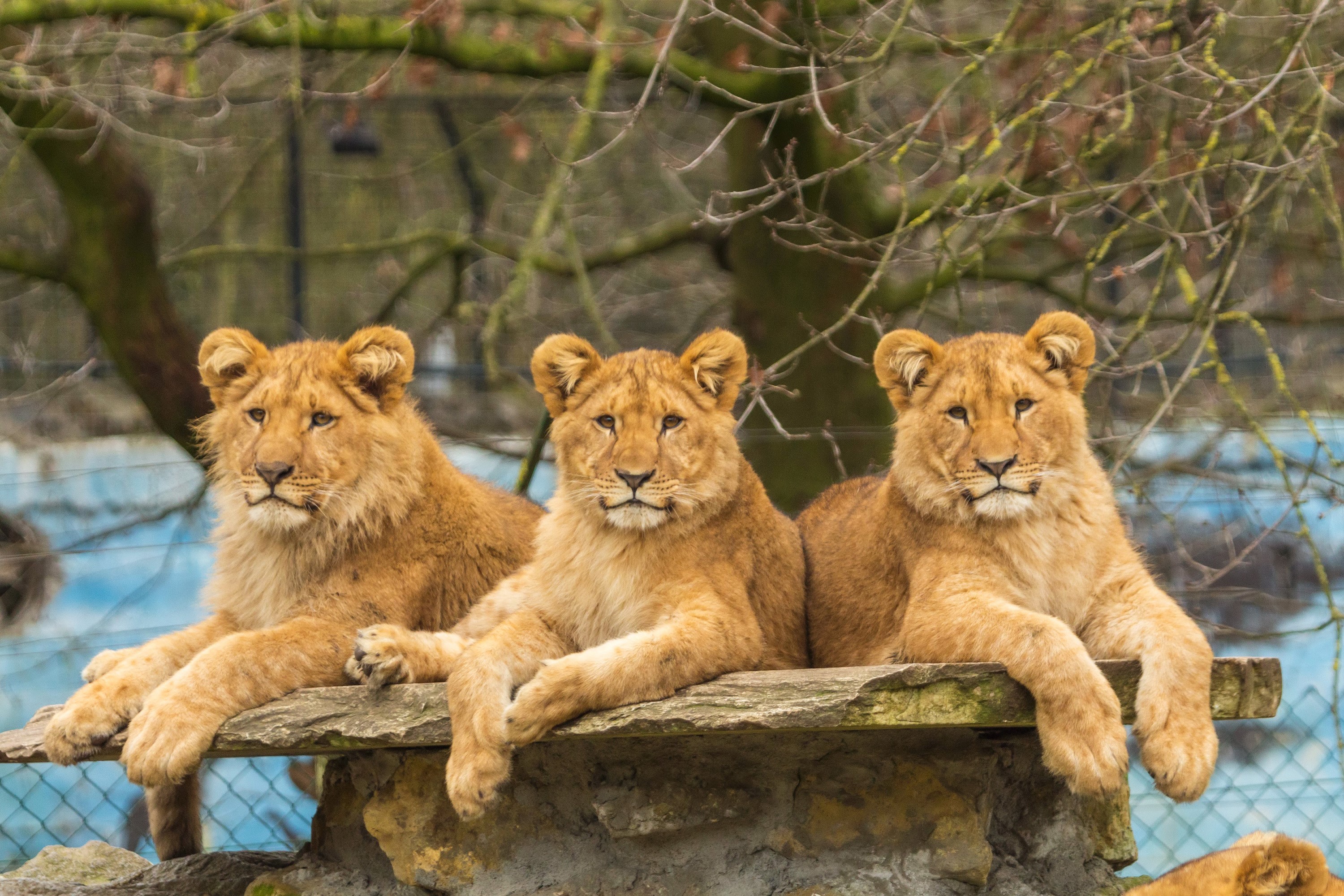 Three Young Lions Resting on Stone Ledge HD Wallpaper