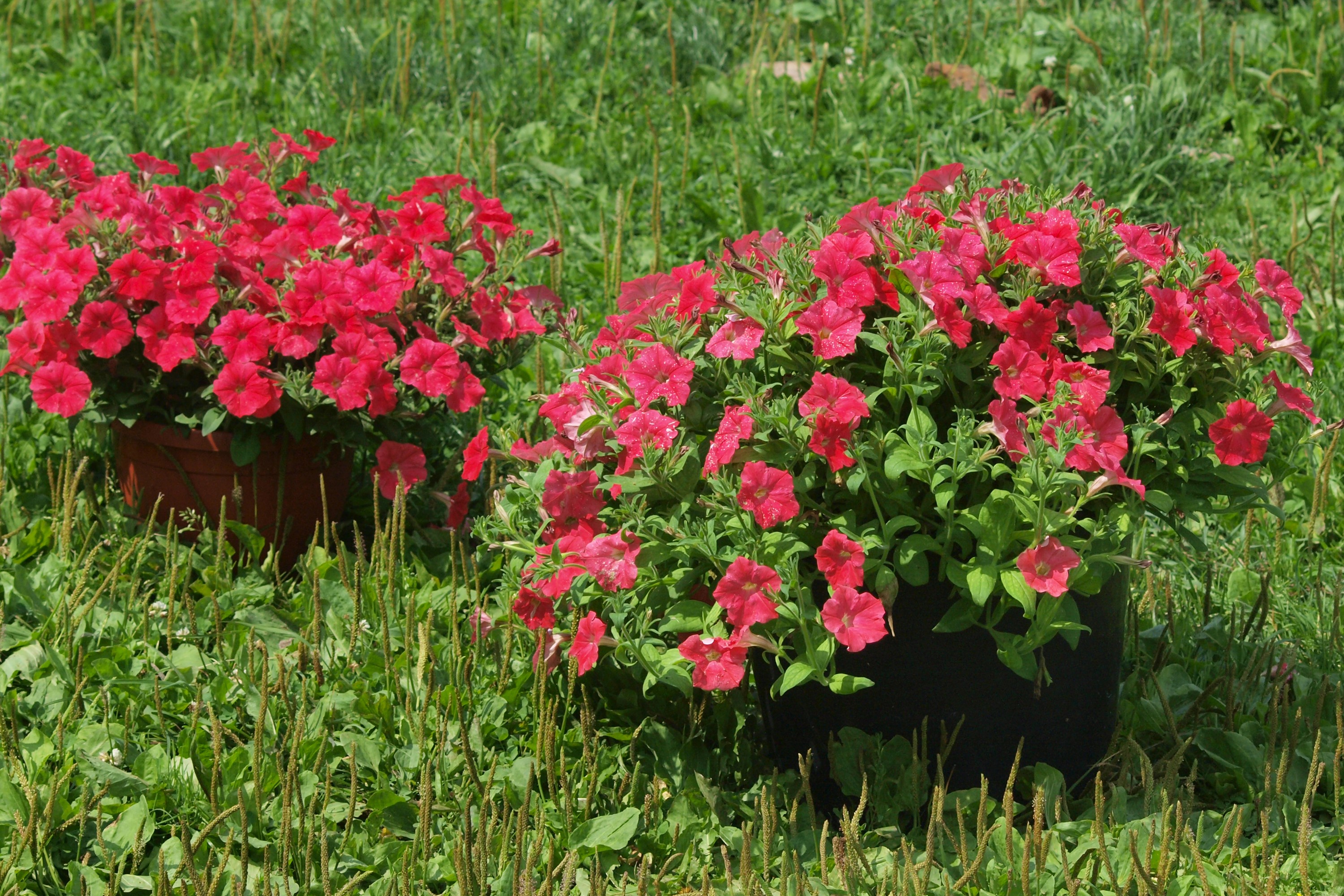 Two pots of pink petunias in green grass HD Wallpaper