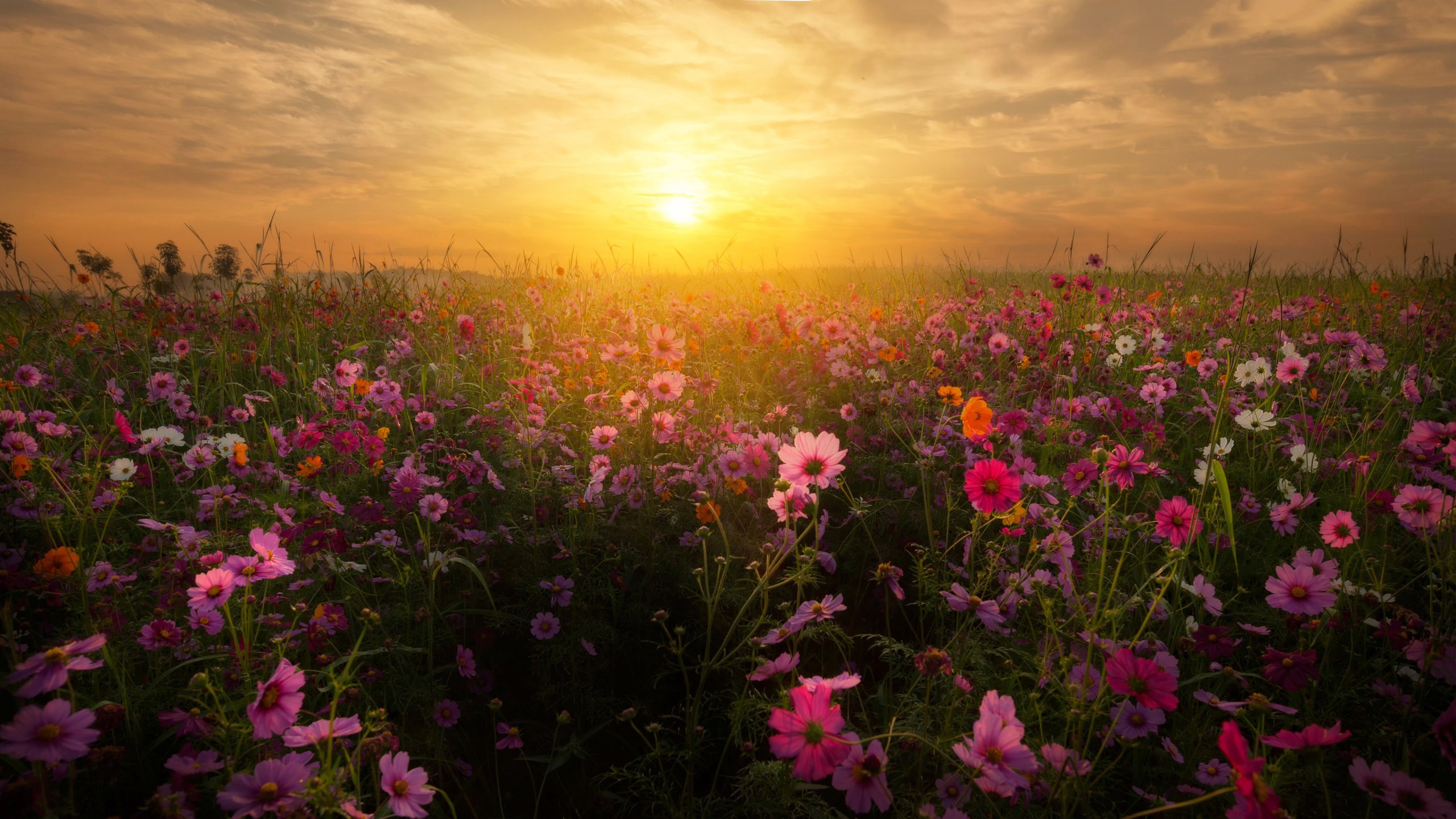 Field of cosmos flowers at sunset HD Wallpaper