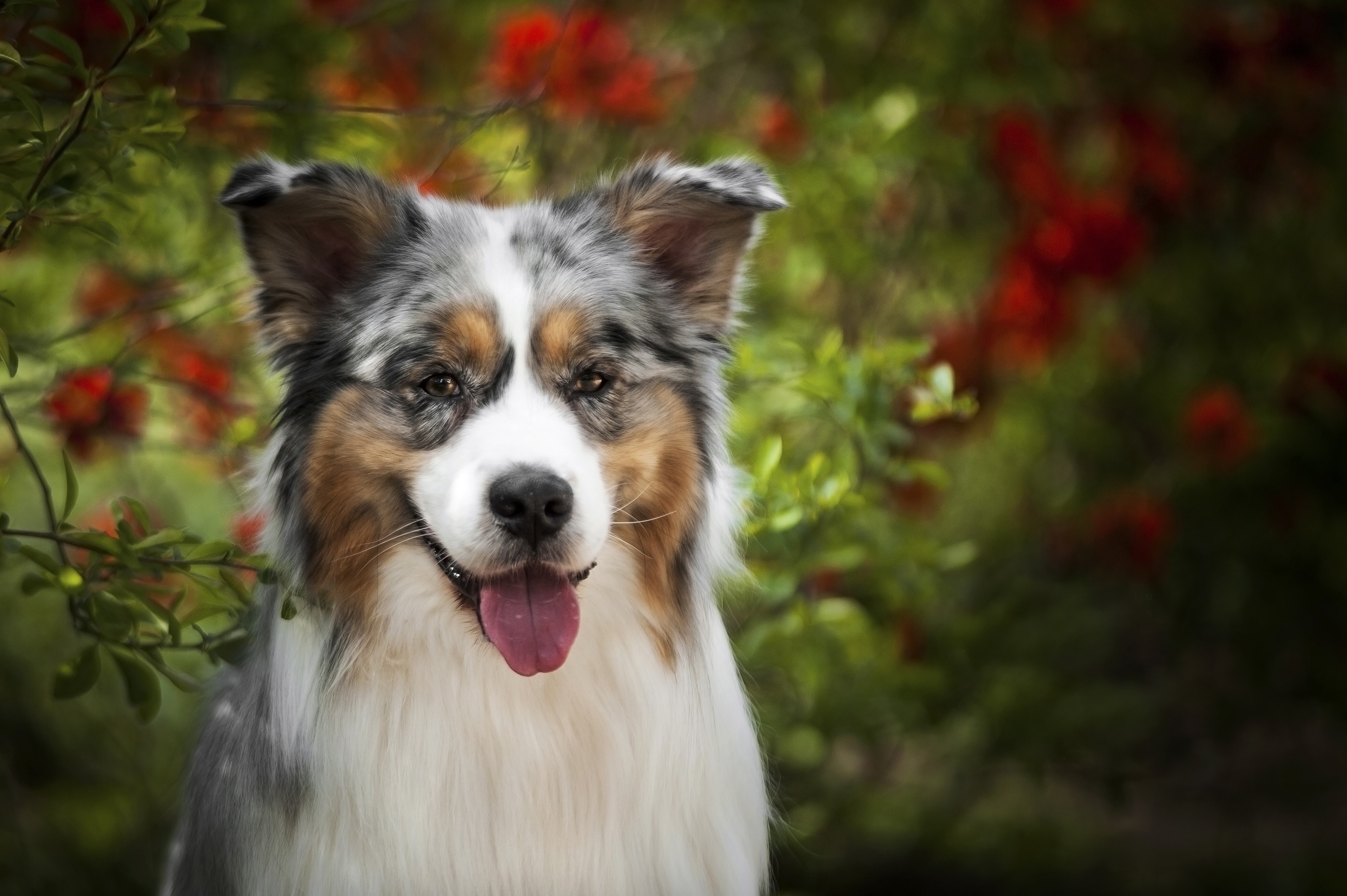 4K Australian Shepherd Dog Portrait HD Wallpaper