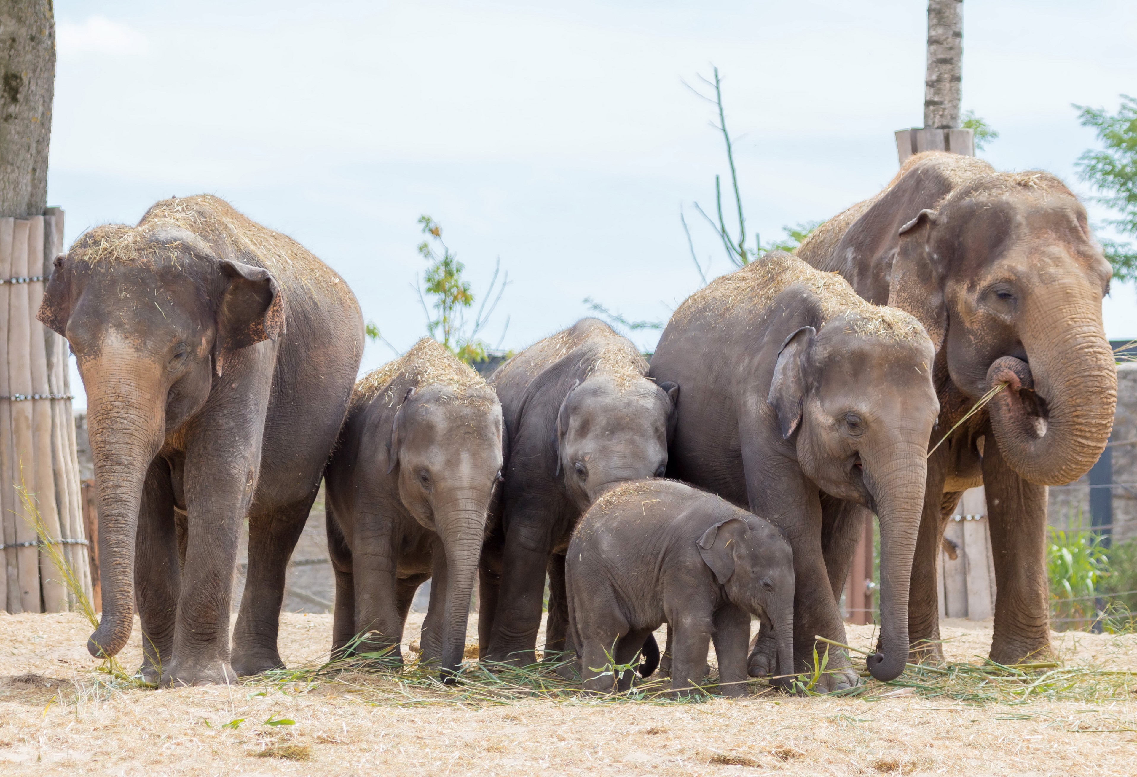 A herd of elephants and their young cubs HD Wallpaper