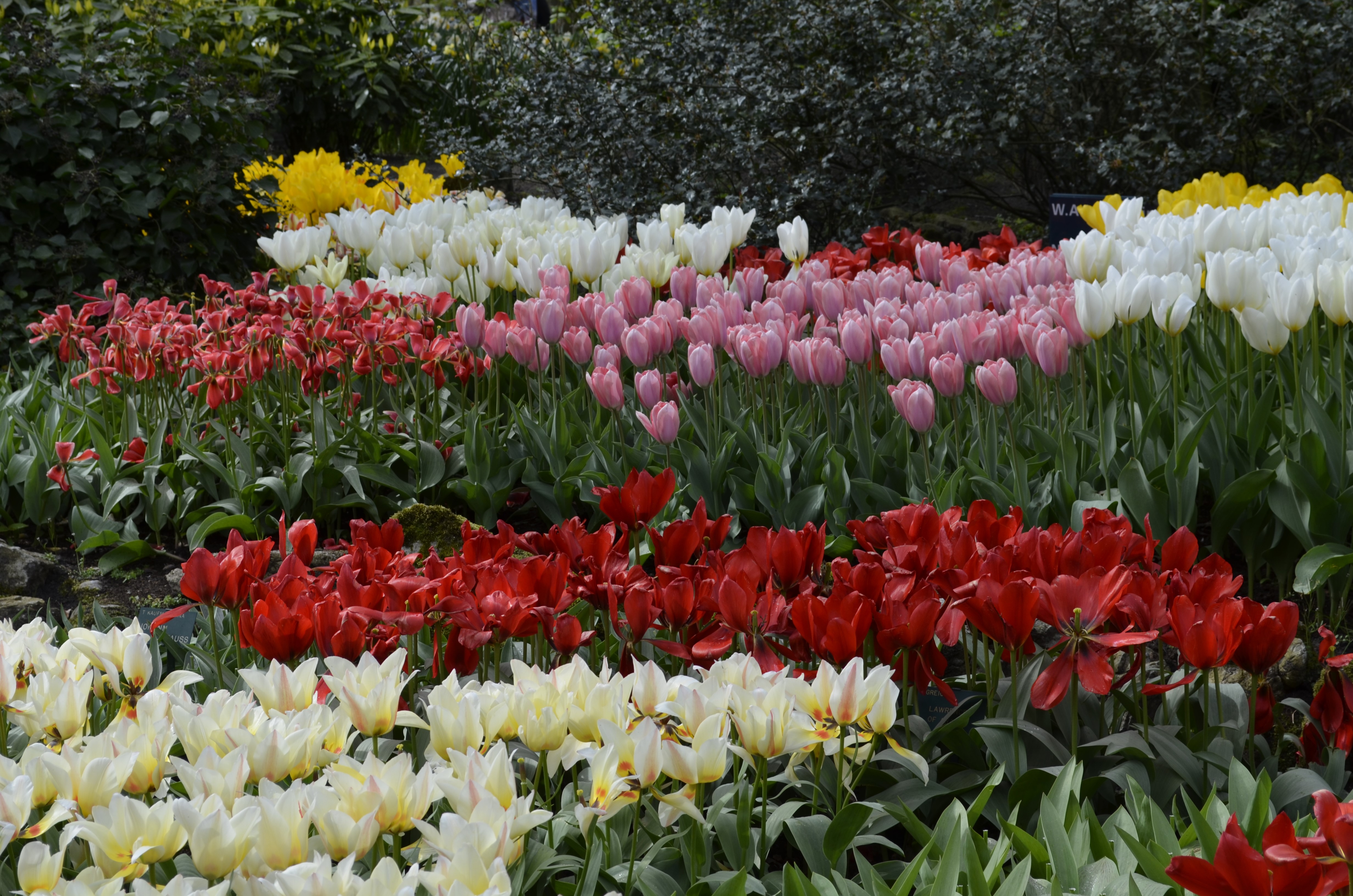 Tulips in Keukenhof Gardens, Netherlands HD Wallpaper