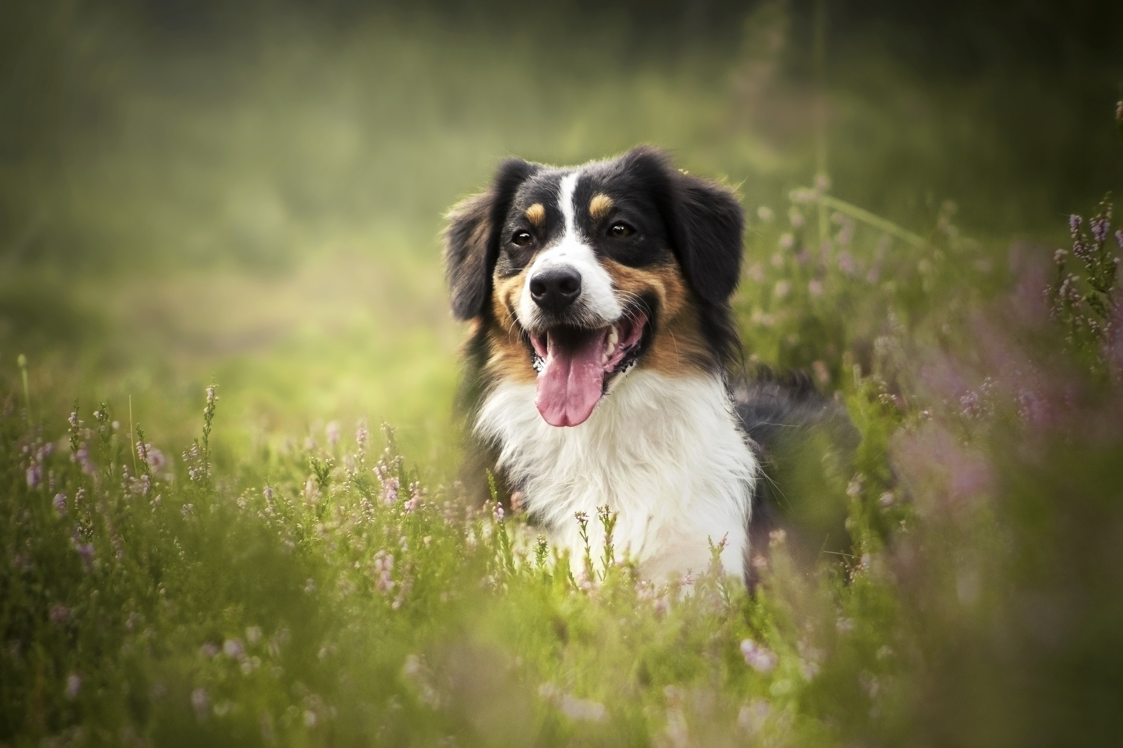 Australian Shepherd dog lying in a field of flowers HD Wallpaper