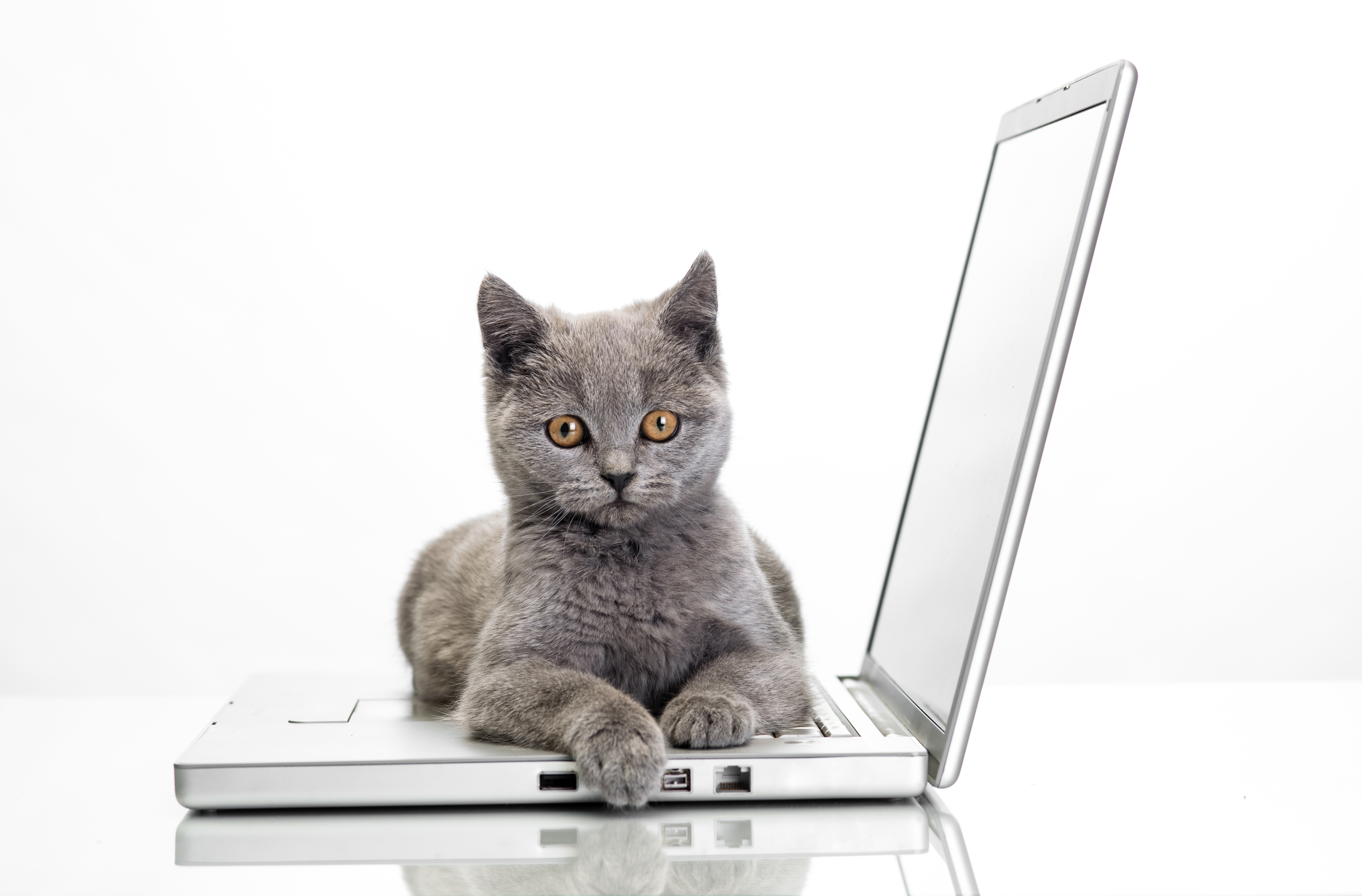 Grey kitten on a laptop HD Wallpaper
