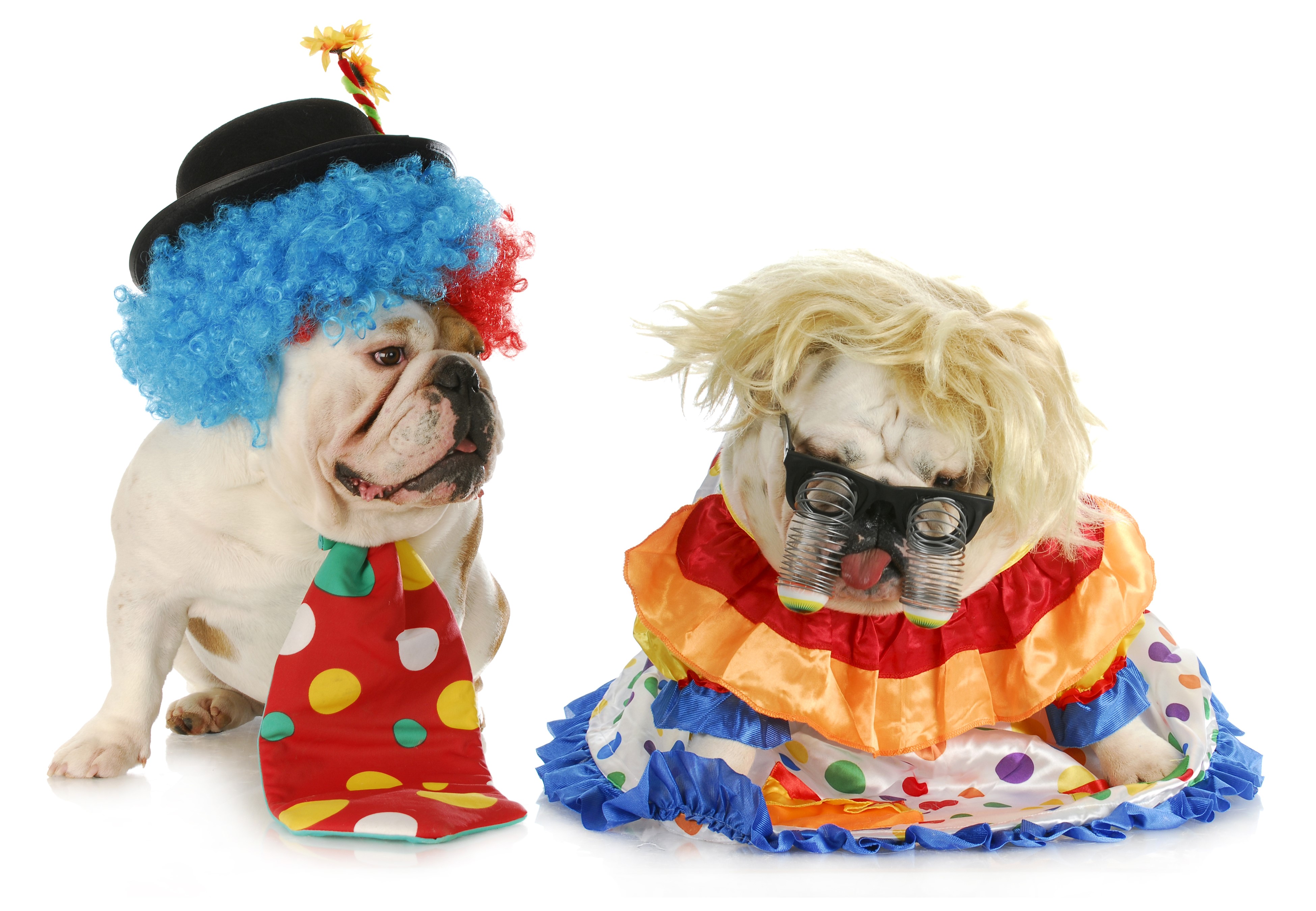 Two Bulldogs in Clown Costumes on White Background HD Wallpaper