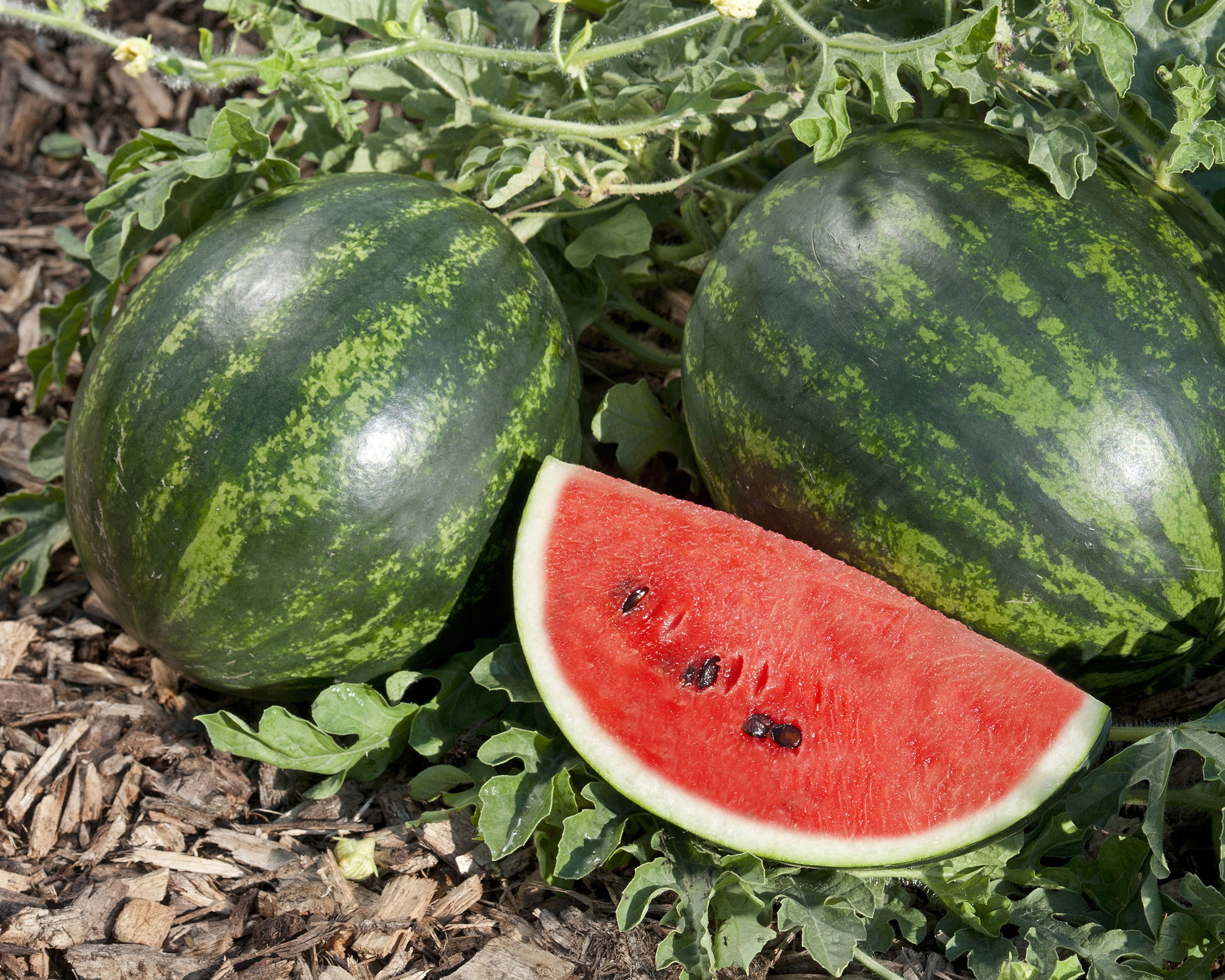 Watermelons and a slice of watermelon on the ground HD Wallpaper