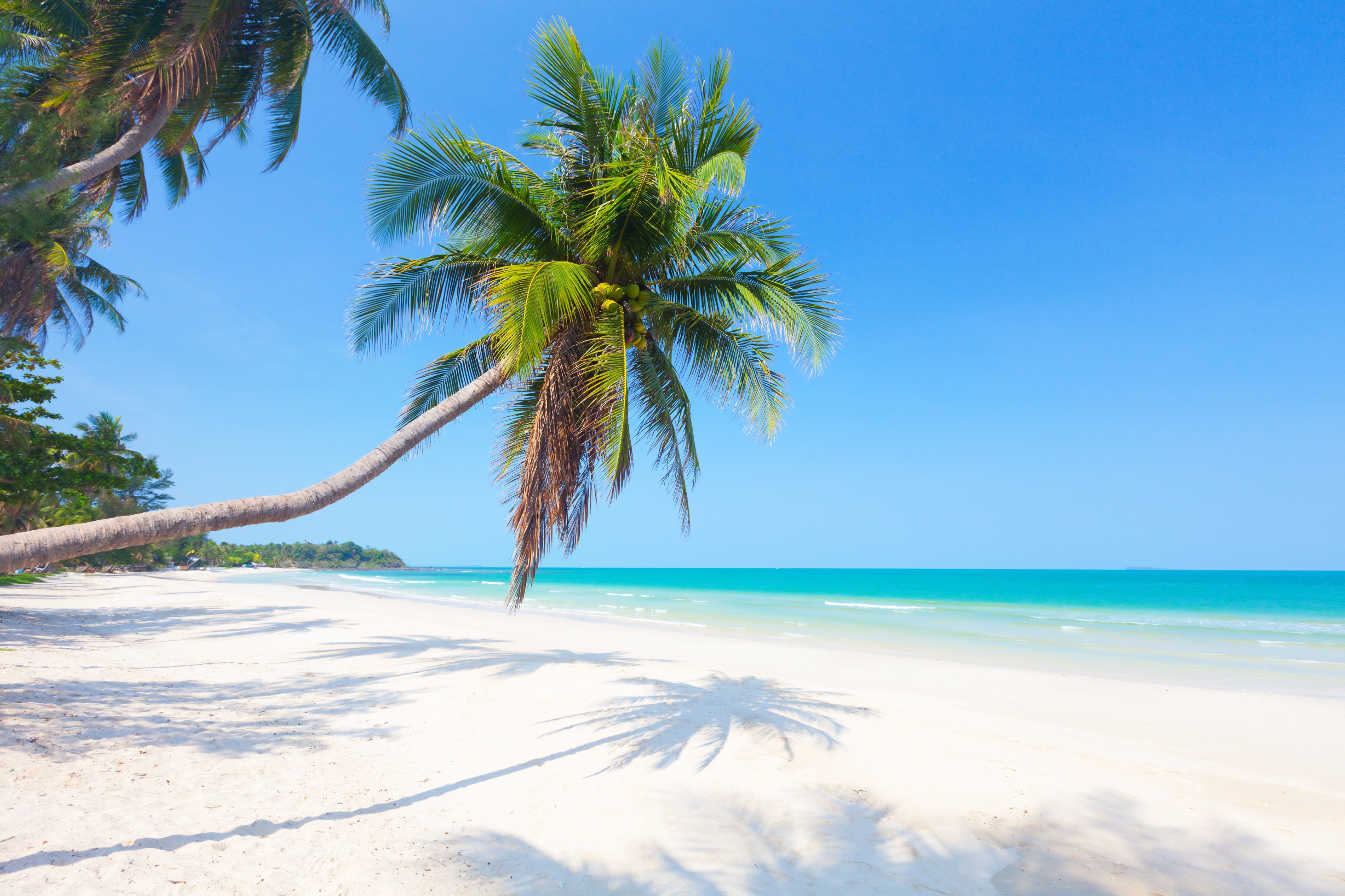 Palm trees on a tropical beach with turquoise water HD Wallpaper