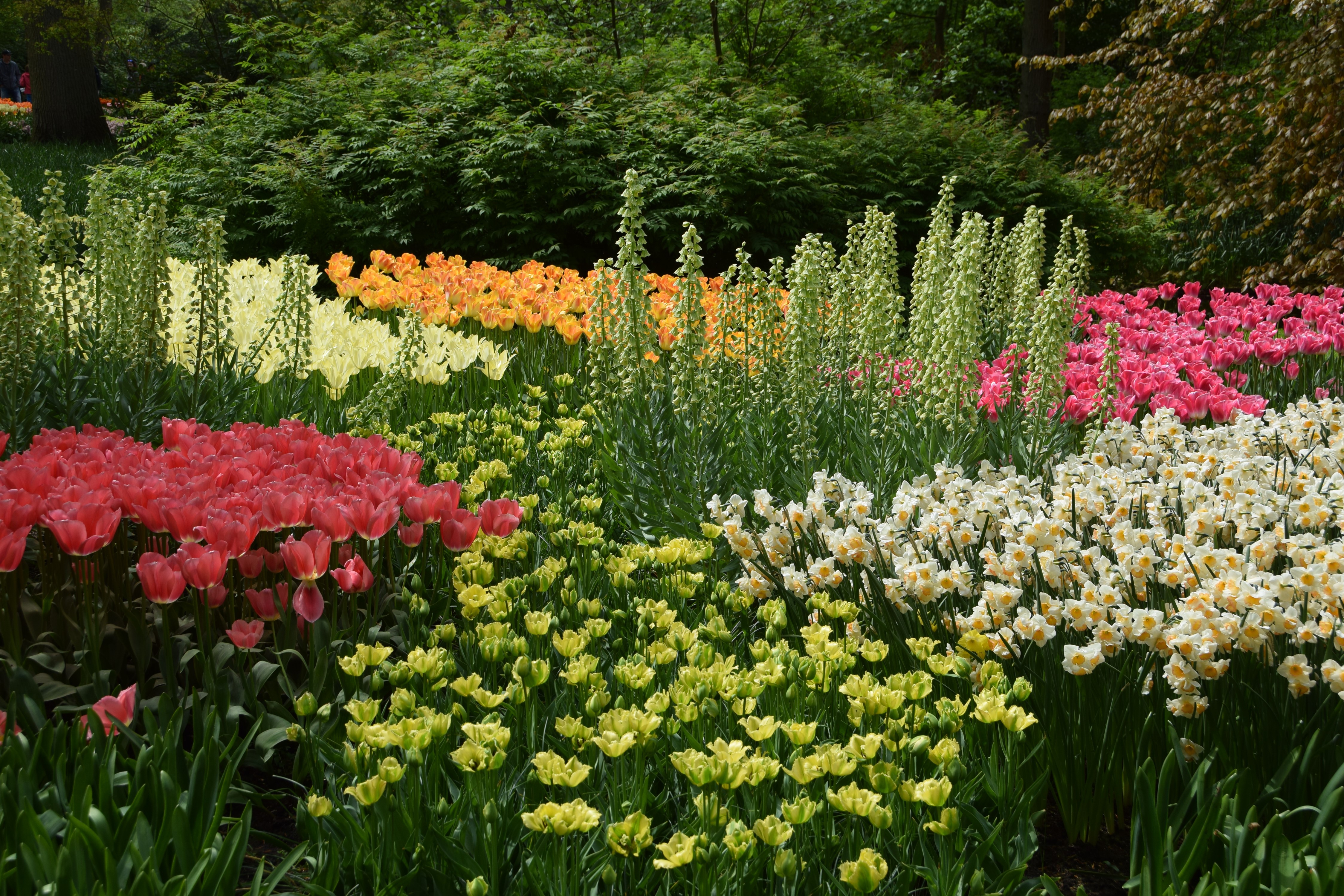 Keukenhof Gardens with Tulips and Daffodils in the Netherlands HD Wallpaper