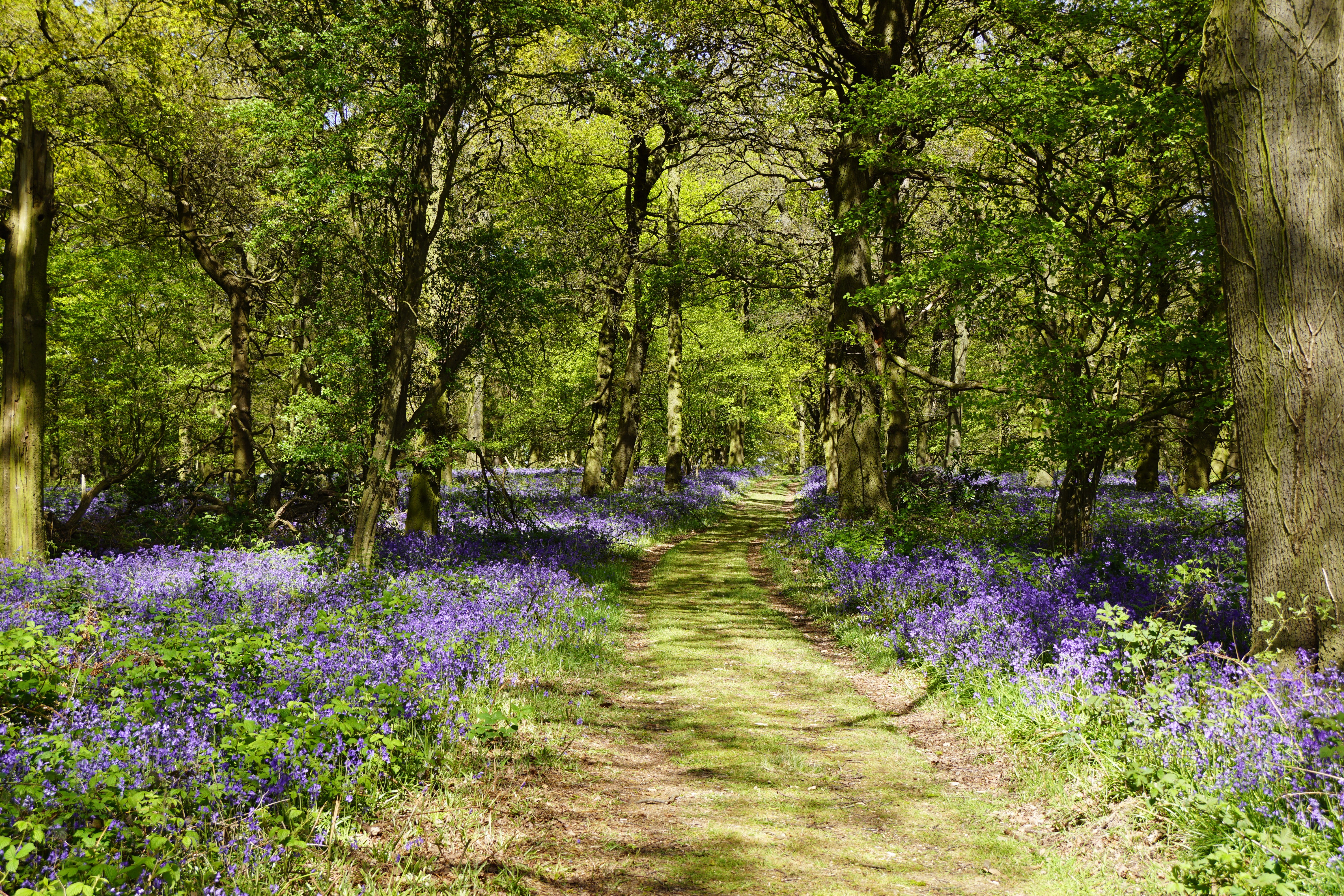 Shipley Country Park bluebells and forest trail HD Wallpaper