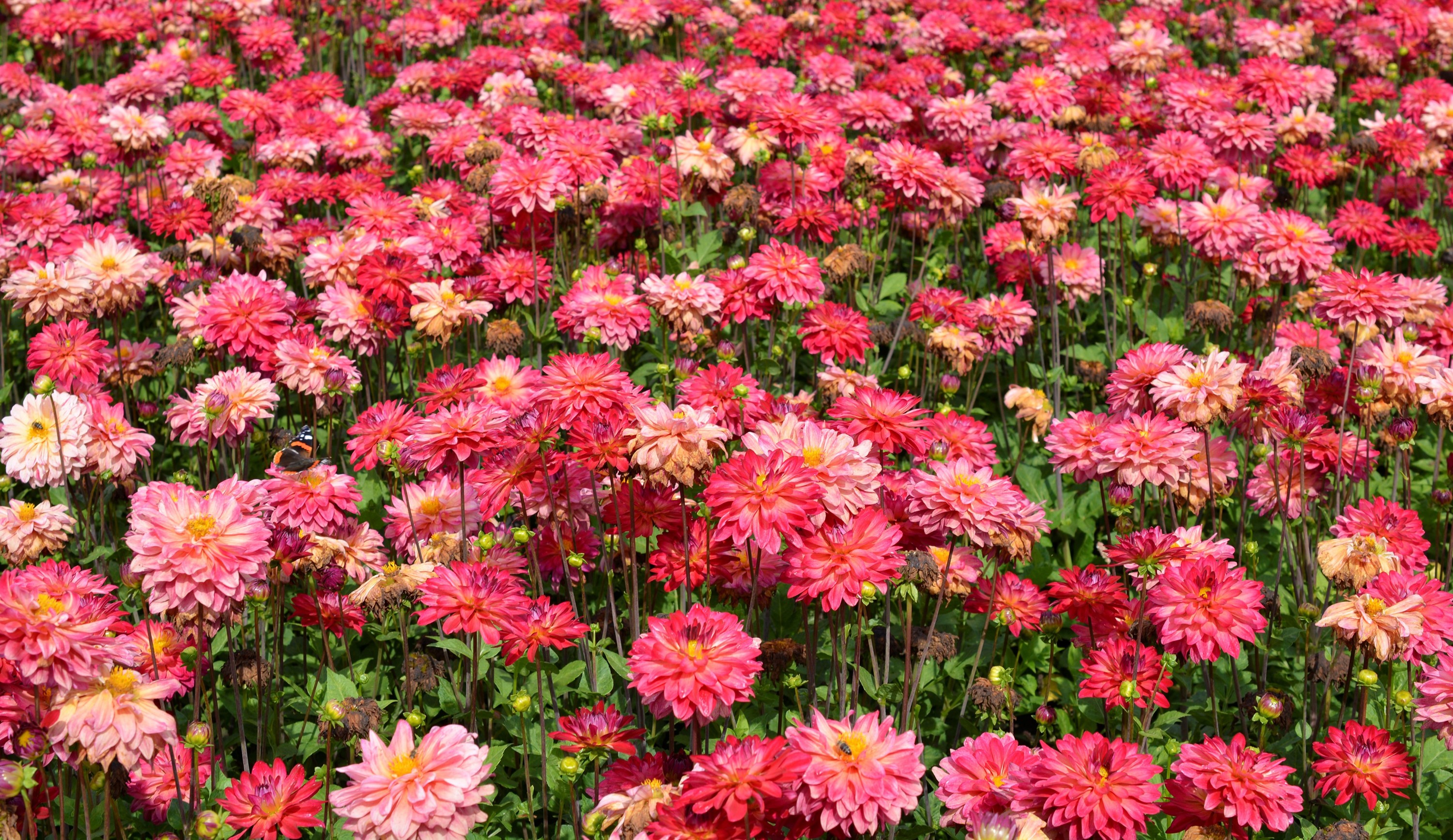 Field of Pink and Red Dahlias HD Wallpaper