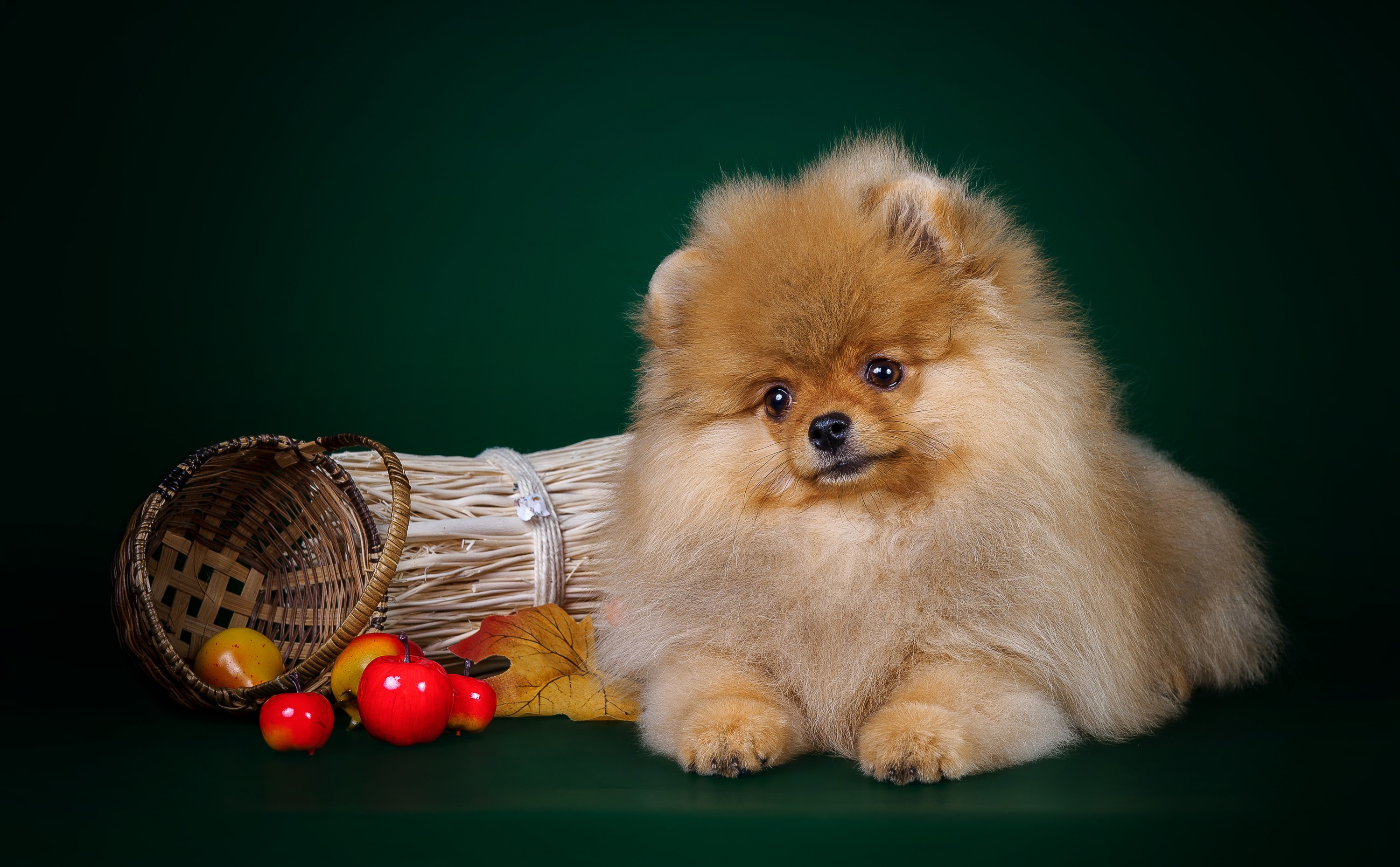 Pomeranian dog with apples and basket HD Wallpaper