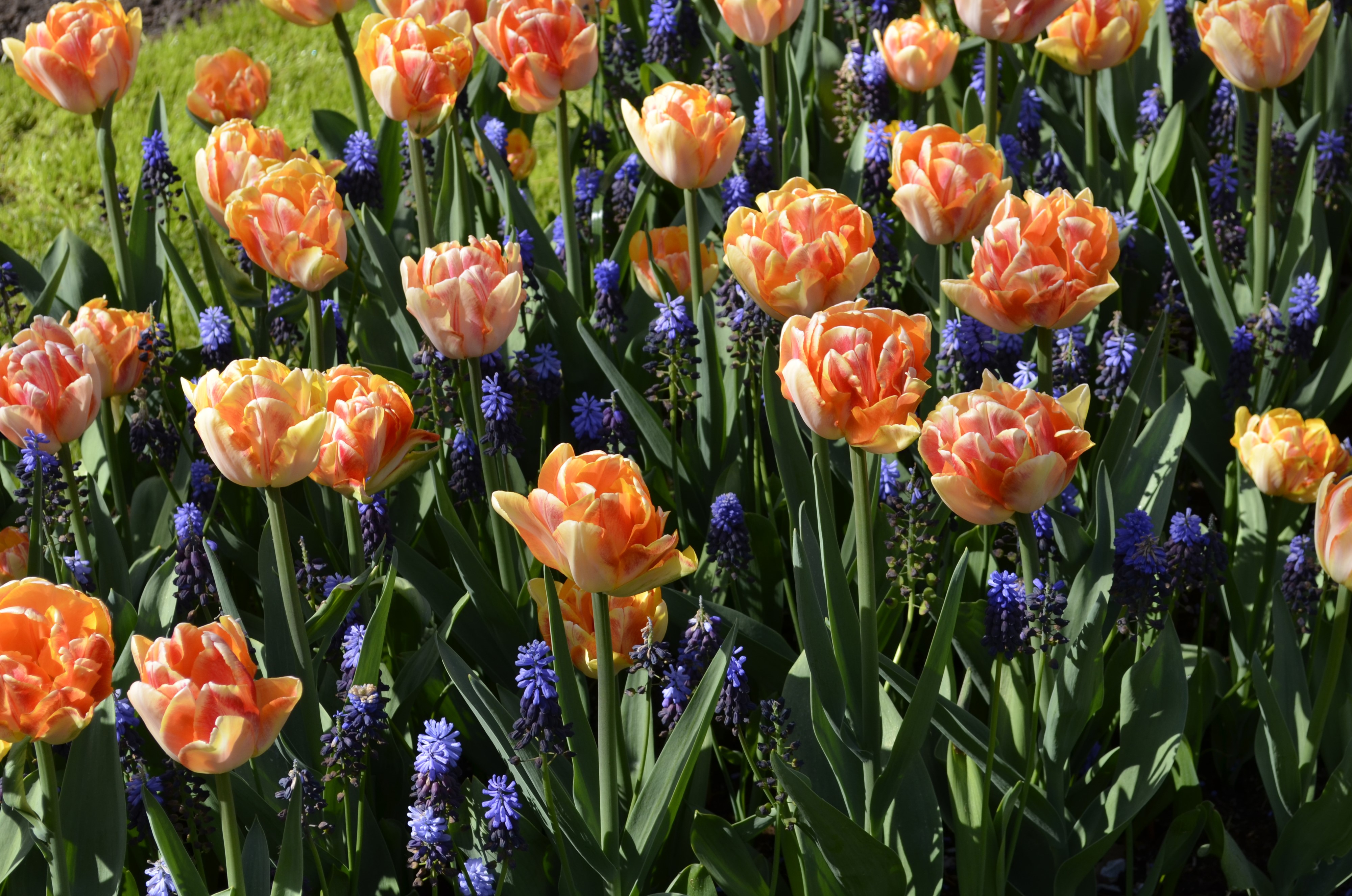 4K Tulips and Hyacinths Closeup HD Wallpaper