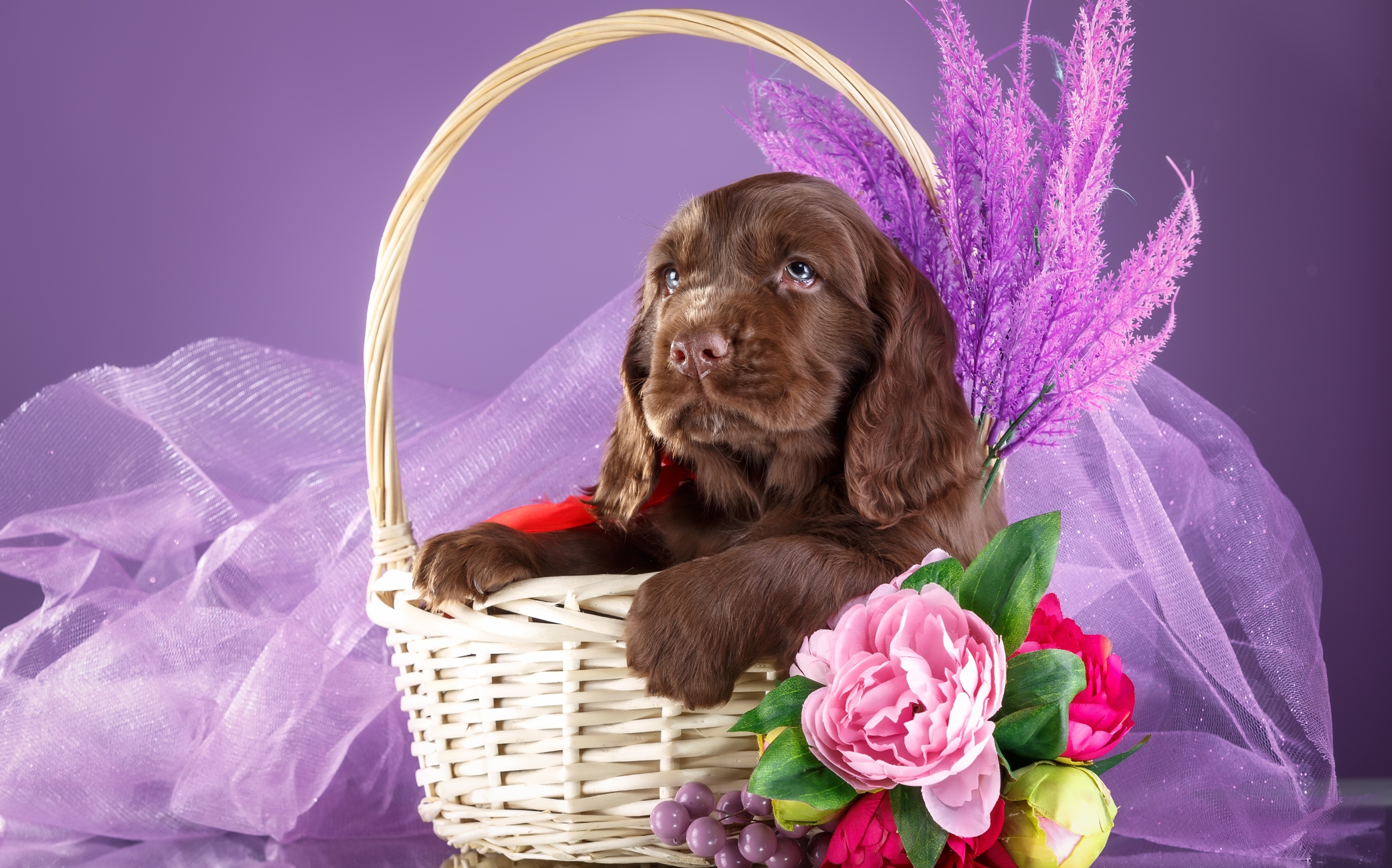 Brown Spaniel Puppy in Wicker Basket with Flowers HD Wallpaper