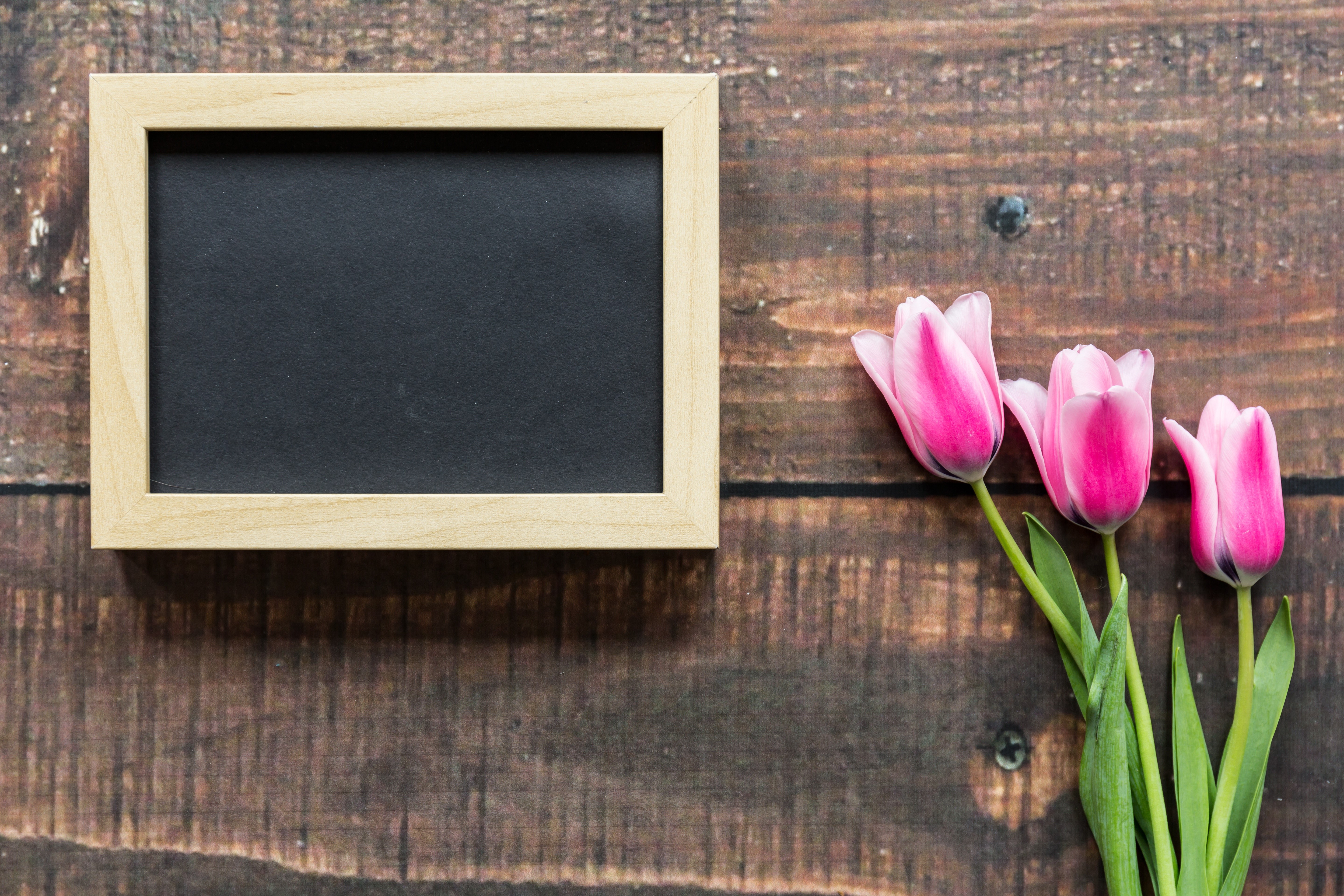 Blank Blackboard with Pink Tulips HD Wallpaper