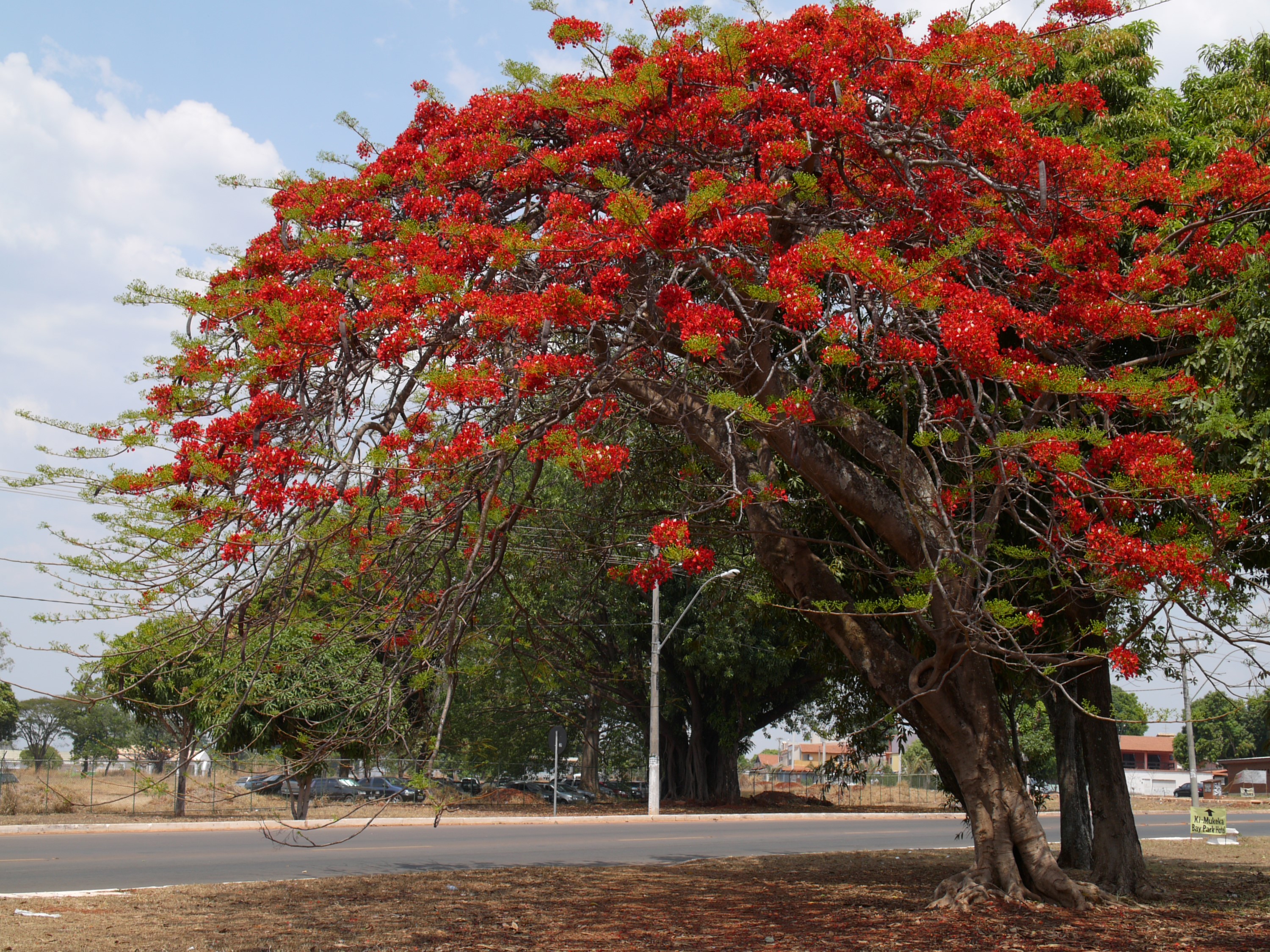 A Flamboyant Tree in Bloom by the Road HD Wallpaper
