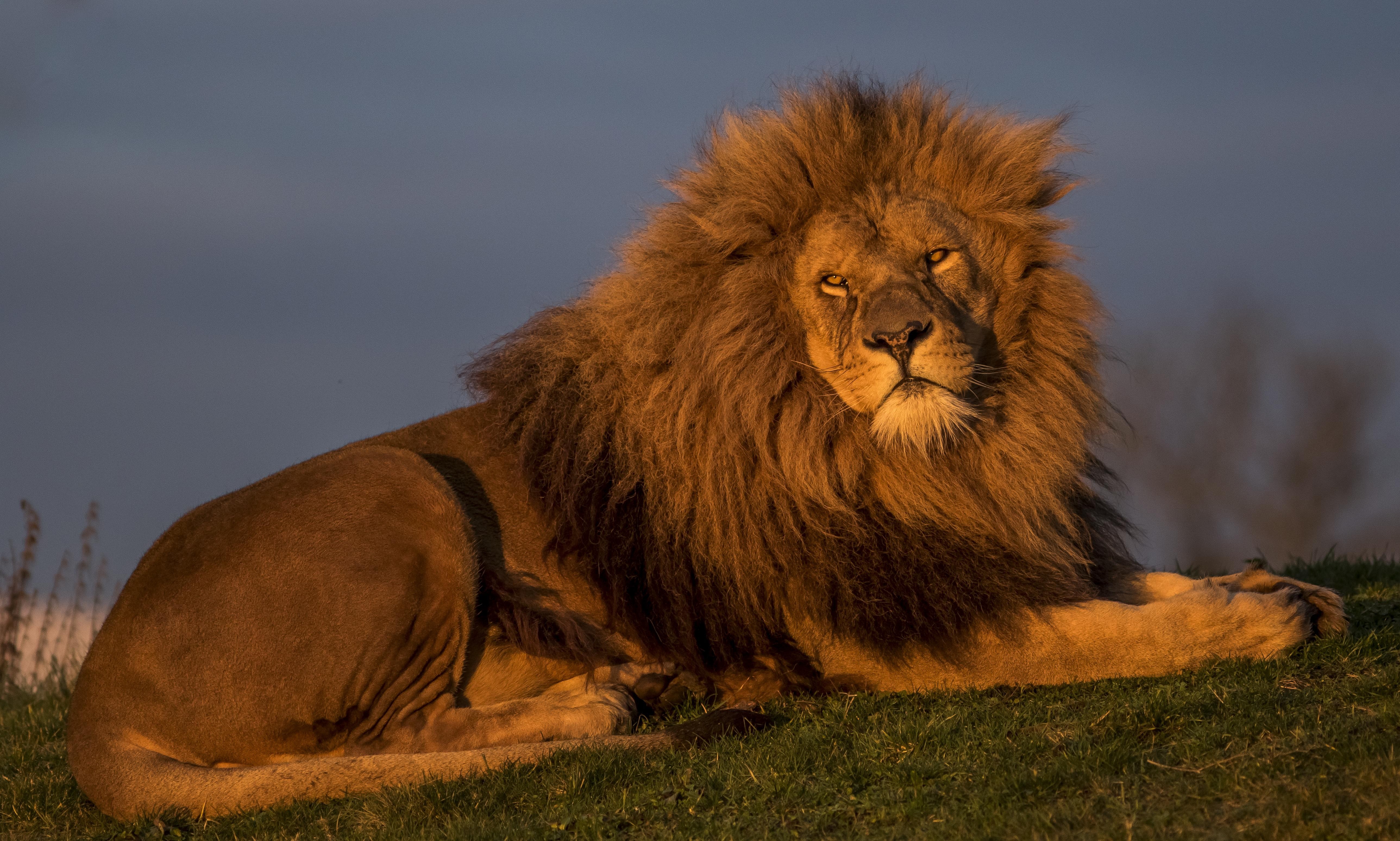 Lion lying on grass at sunset HD Wallpaper