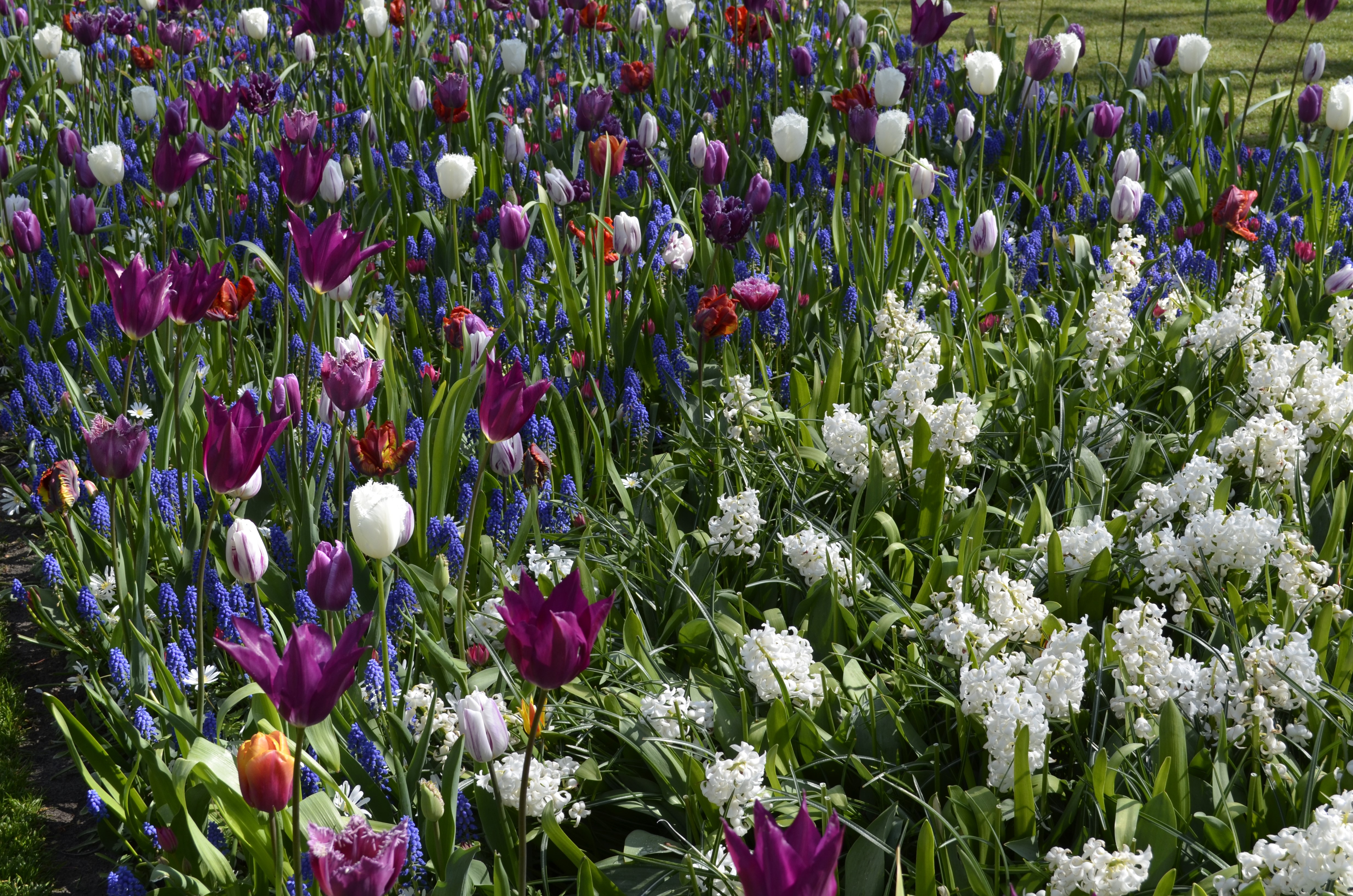 Keukenhof Gardens with Tulips and Hyacinths in the Netherlands HD Wallpaper