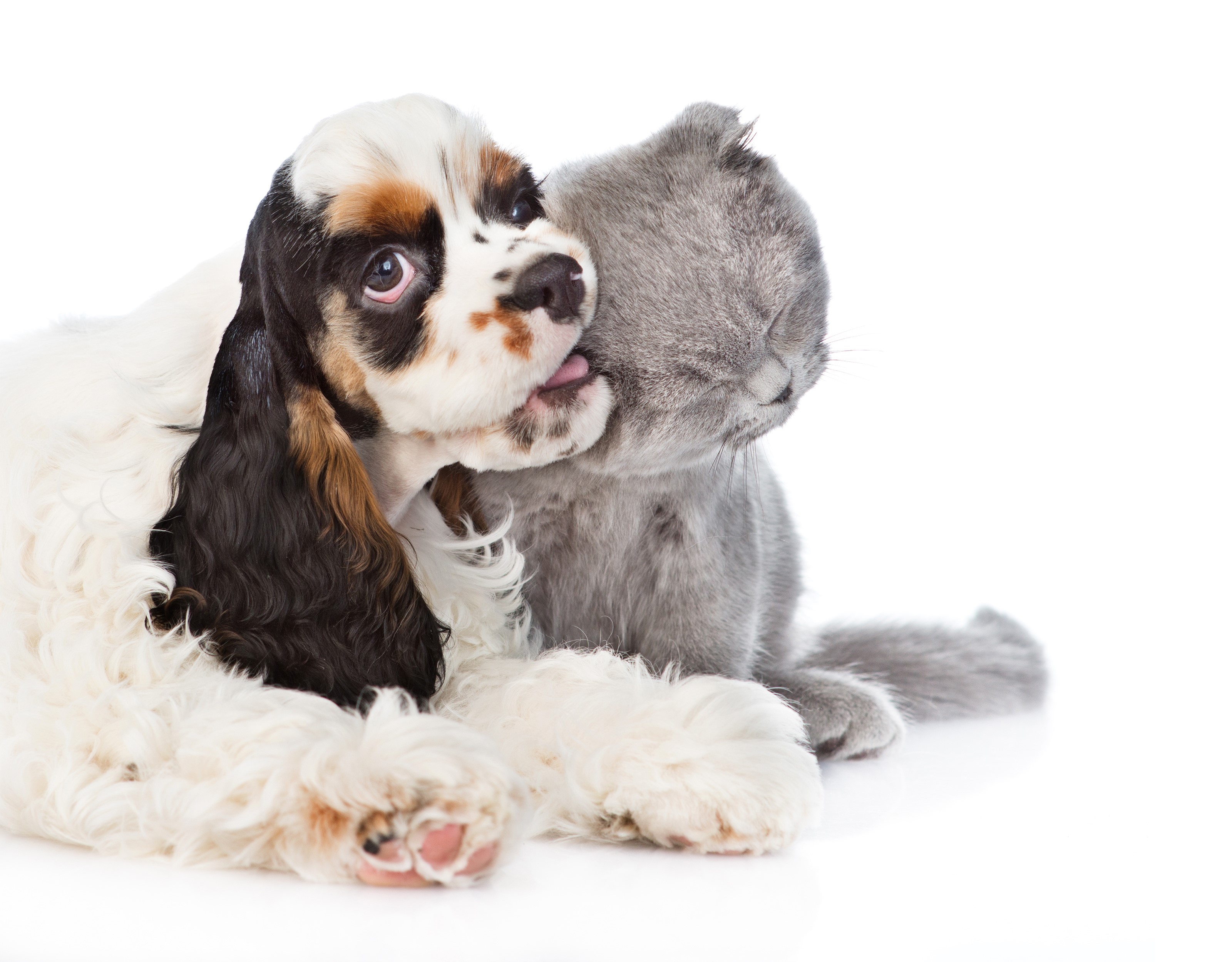 Cocker Spaniel puppy licking a Scottish Fold kitten HD Wallpaper