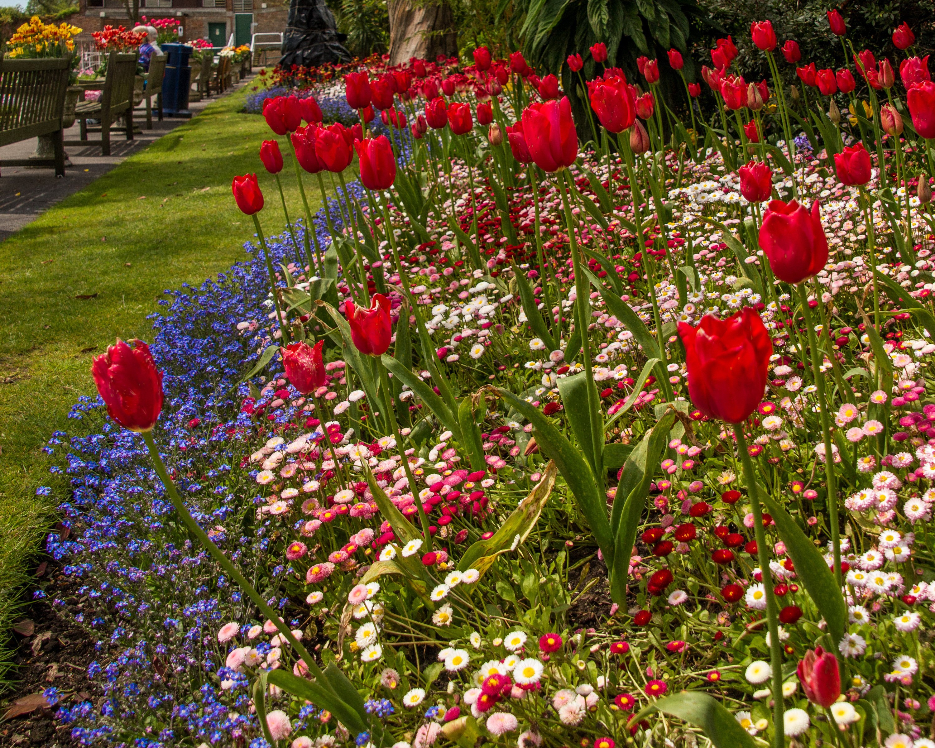 Red Tulips and Daisies in Swansea Botanic Gardens, Wales HD Wallpaper
