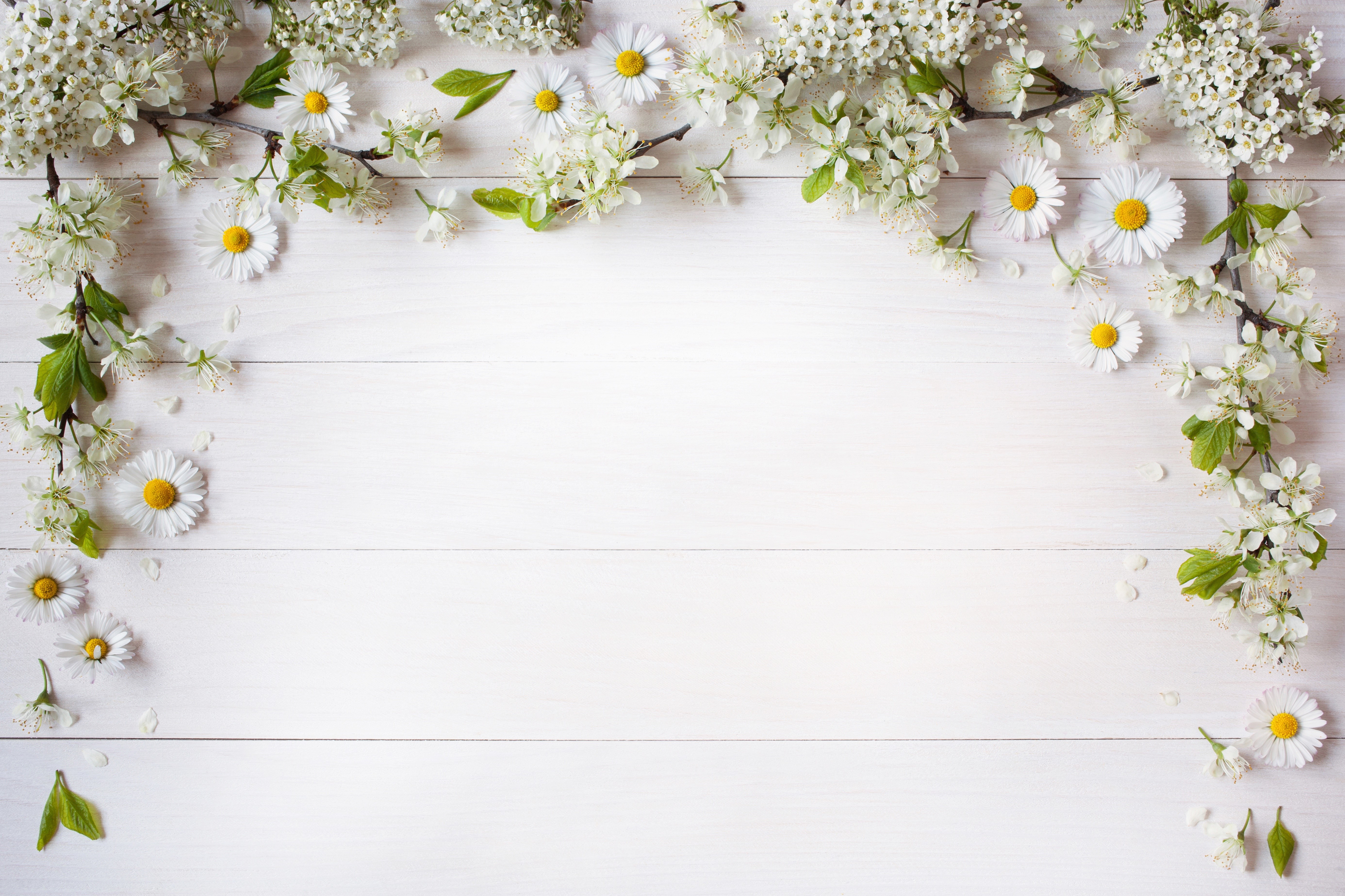 White flowers and daisies on a white wooden surface HD Wallpaper