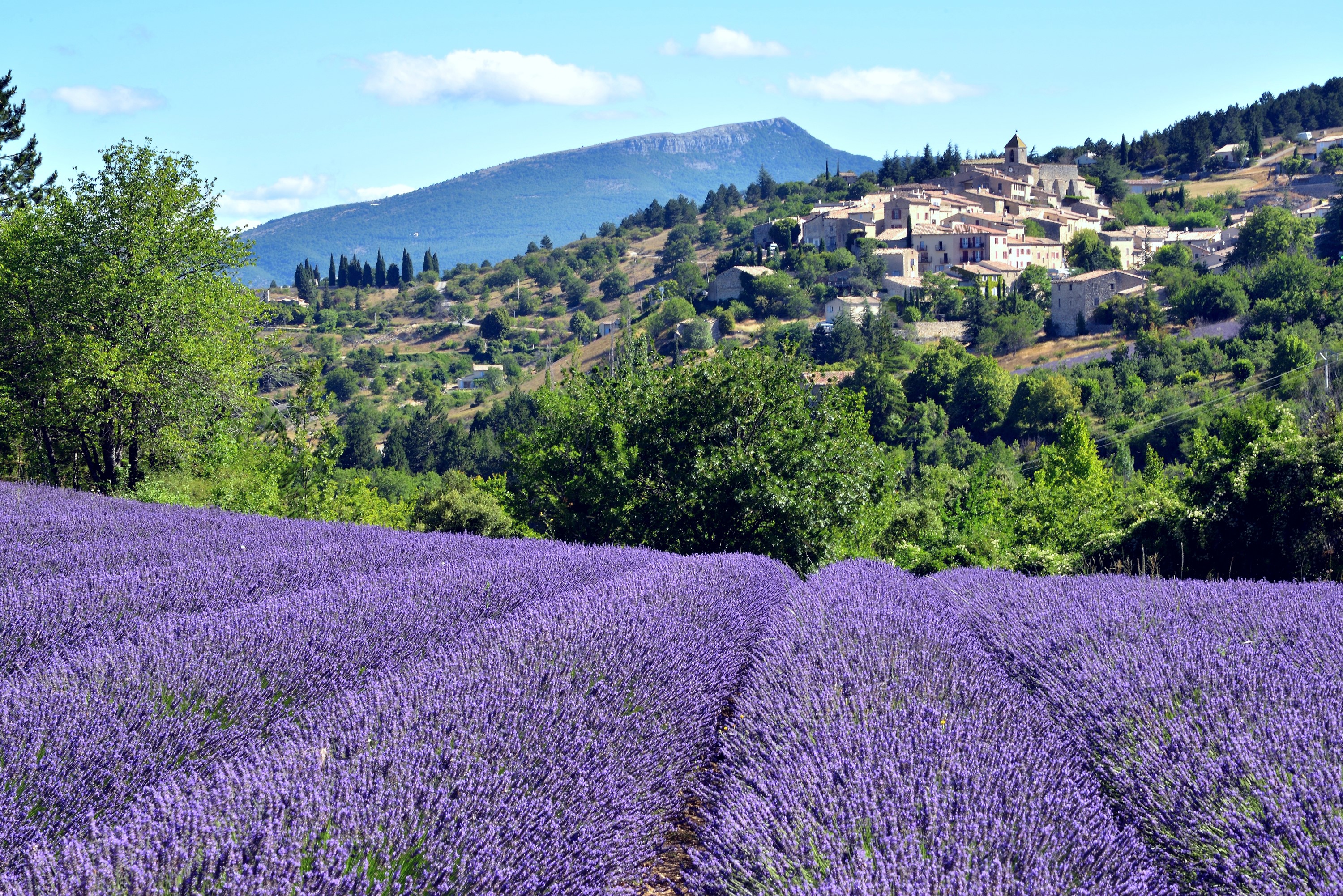 Lavender fields in Aurel, France with village on hill HD Wallpaper