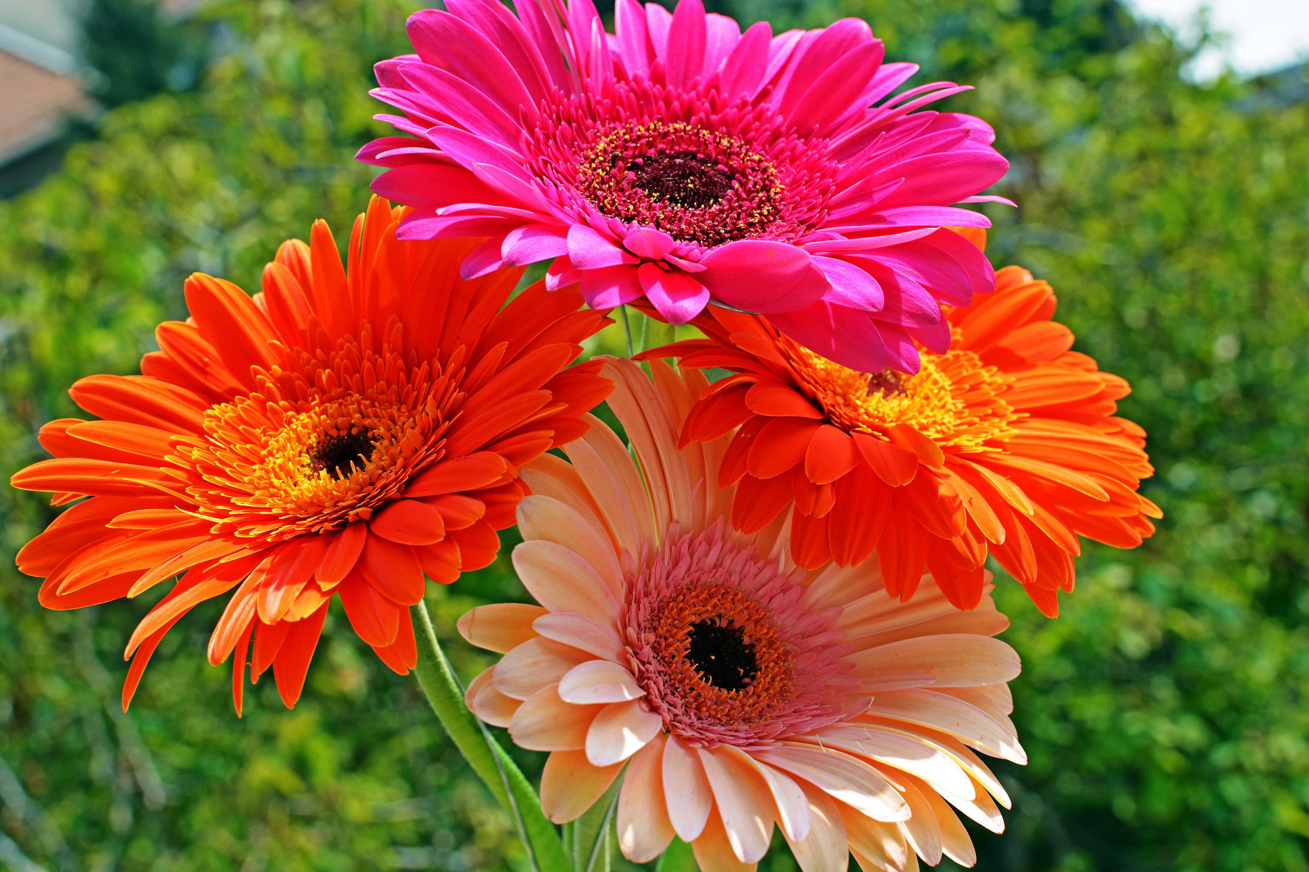 Four colorful Gerbera daisies in close-up HD Wallpaper