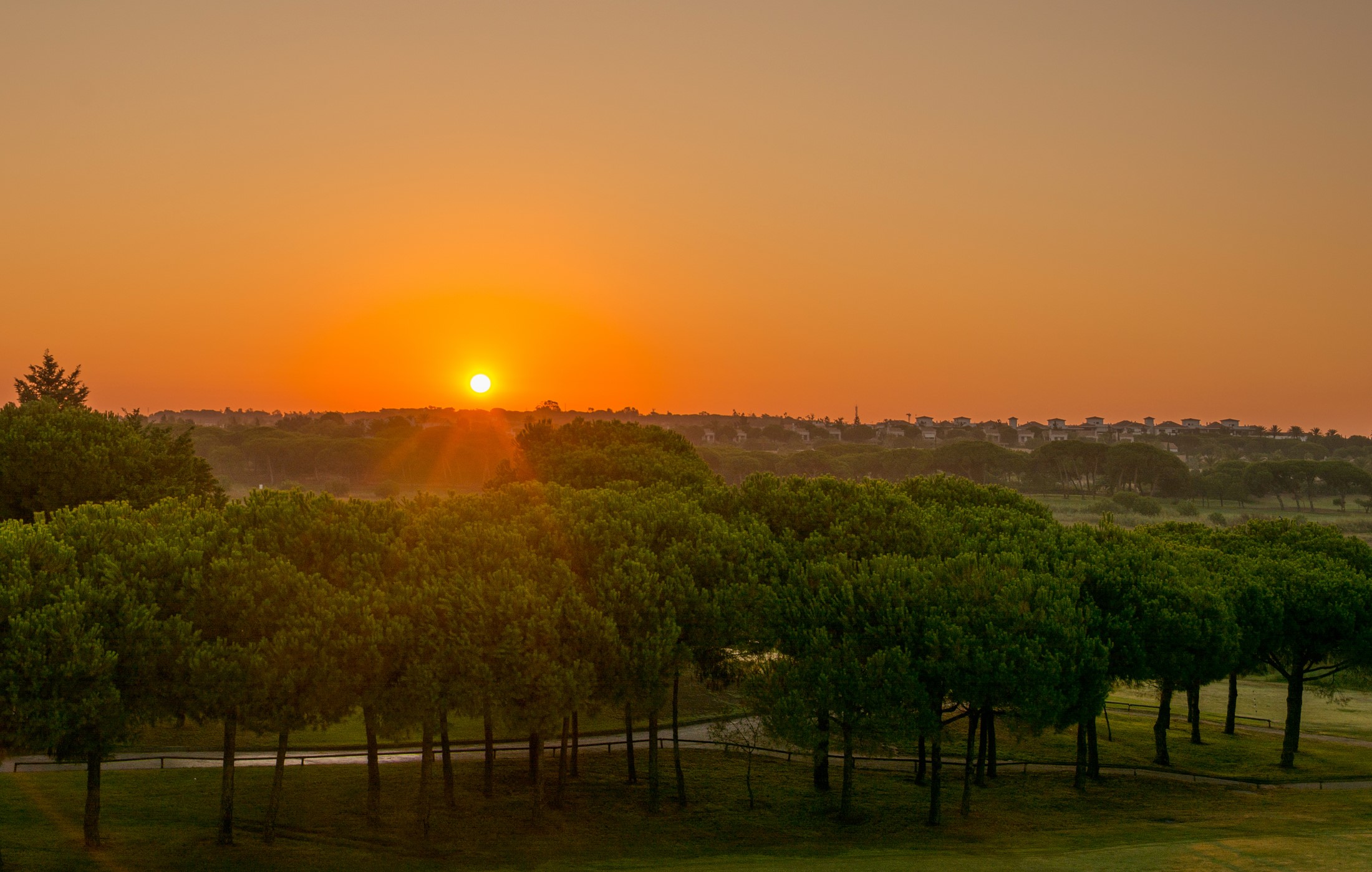 Sunrise over trees in Rompido, Andalusia, Spain HD Wallpaper