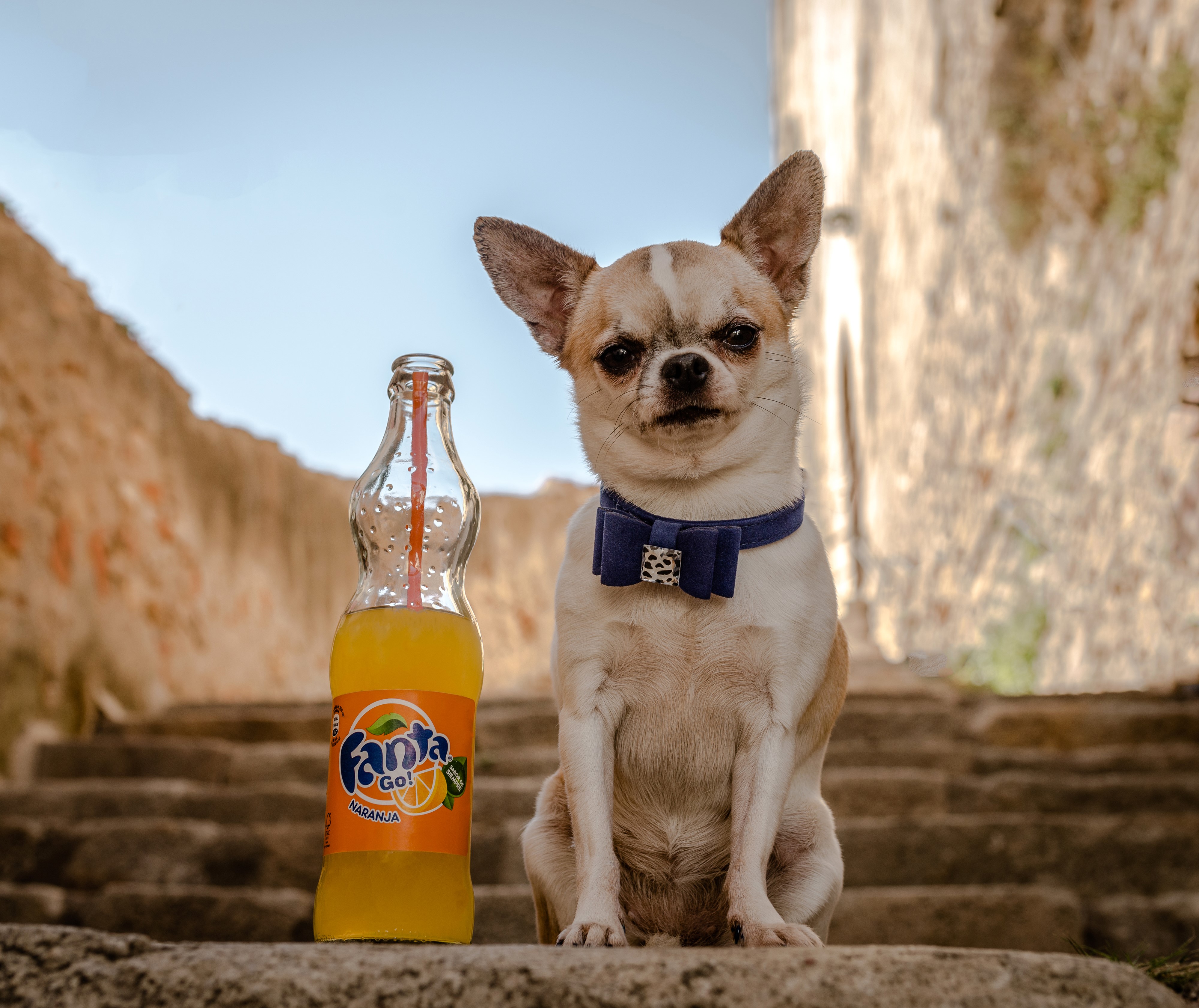 Chihuahua with Fanta Go! Naranja on Stairs HD Wallpaper