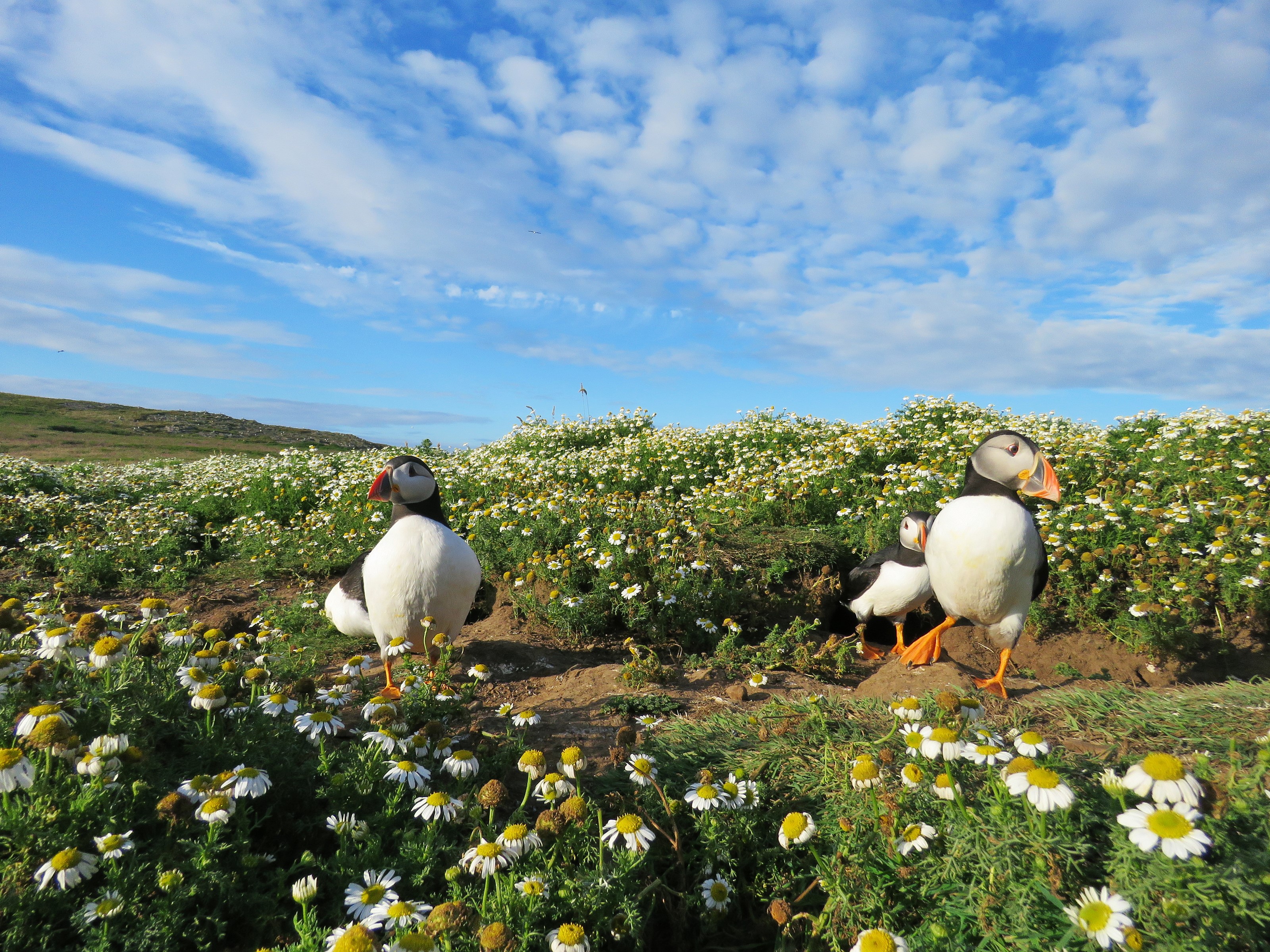 Three puffins in a field of daisies HD Wallpaper