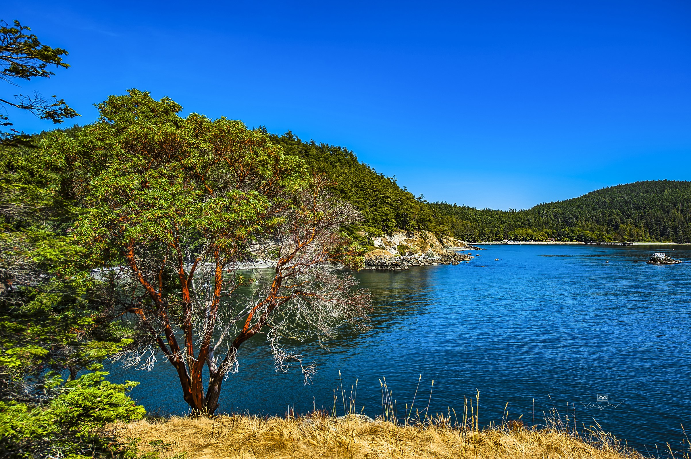 Arbutus tree by the water at Deception Pass State Park, Washington HD Wallpaper