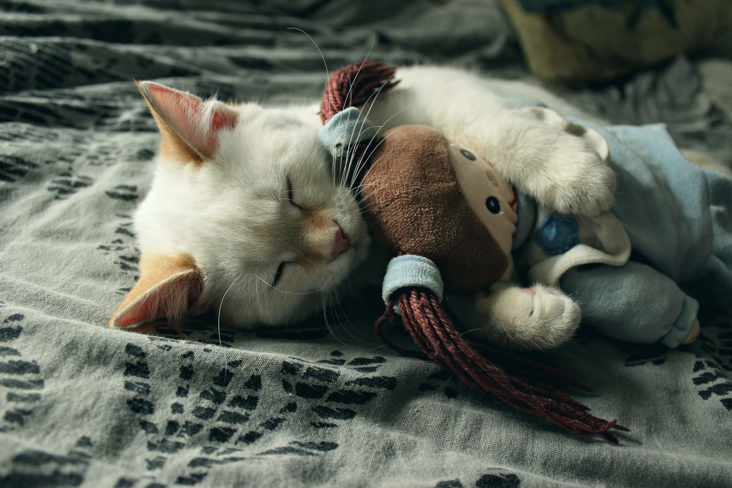 Kitten sleeping with a toy monkey HD Wallpaper