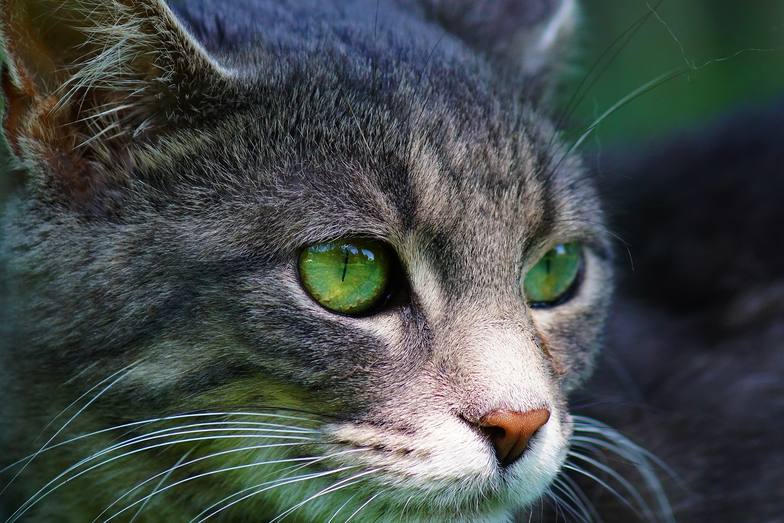 Close-up of a grey tabby cat's face with green eyes HD Wallpaper