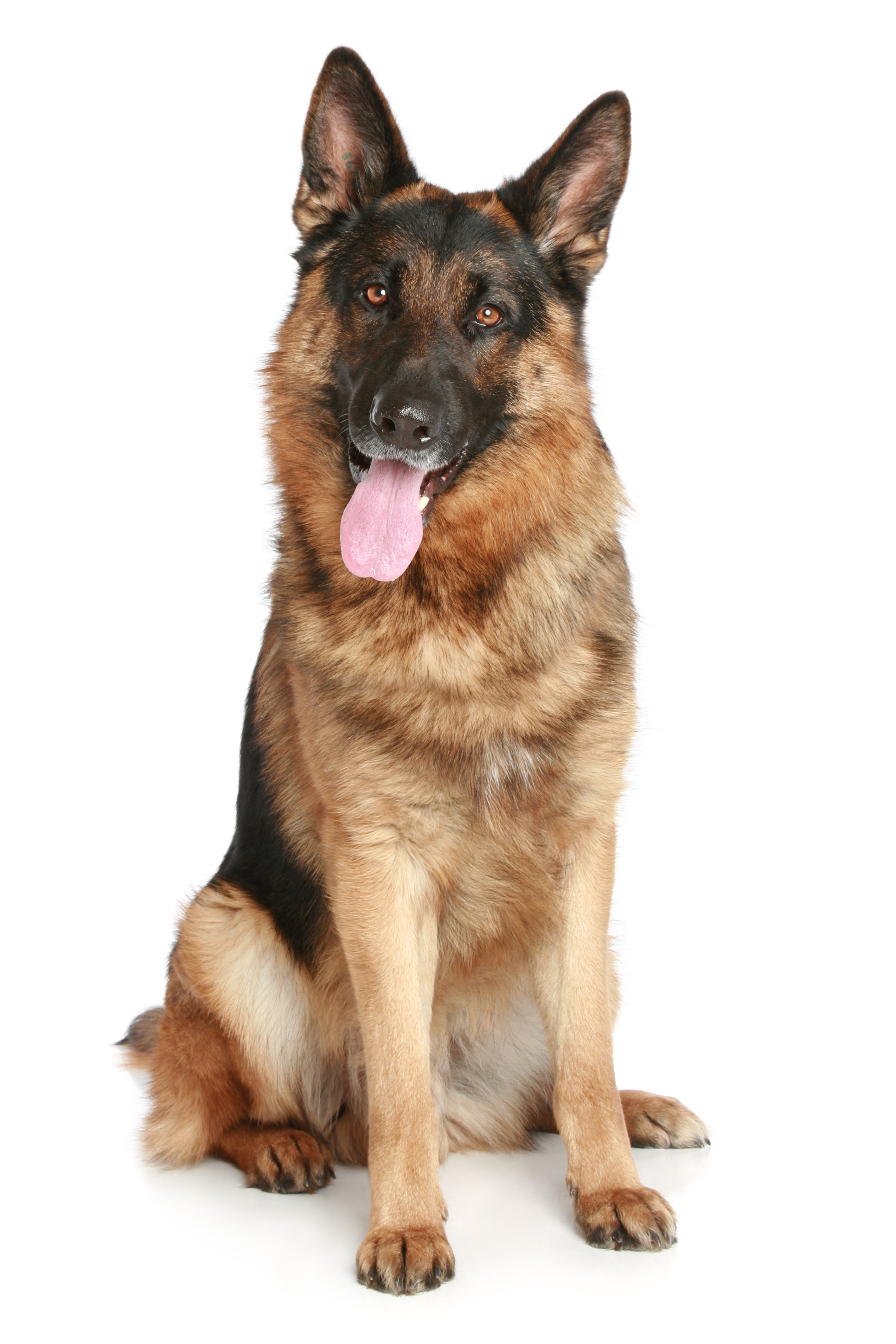 German Shepherd dog sitting on a white background HD Phone Wallpaper