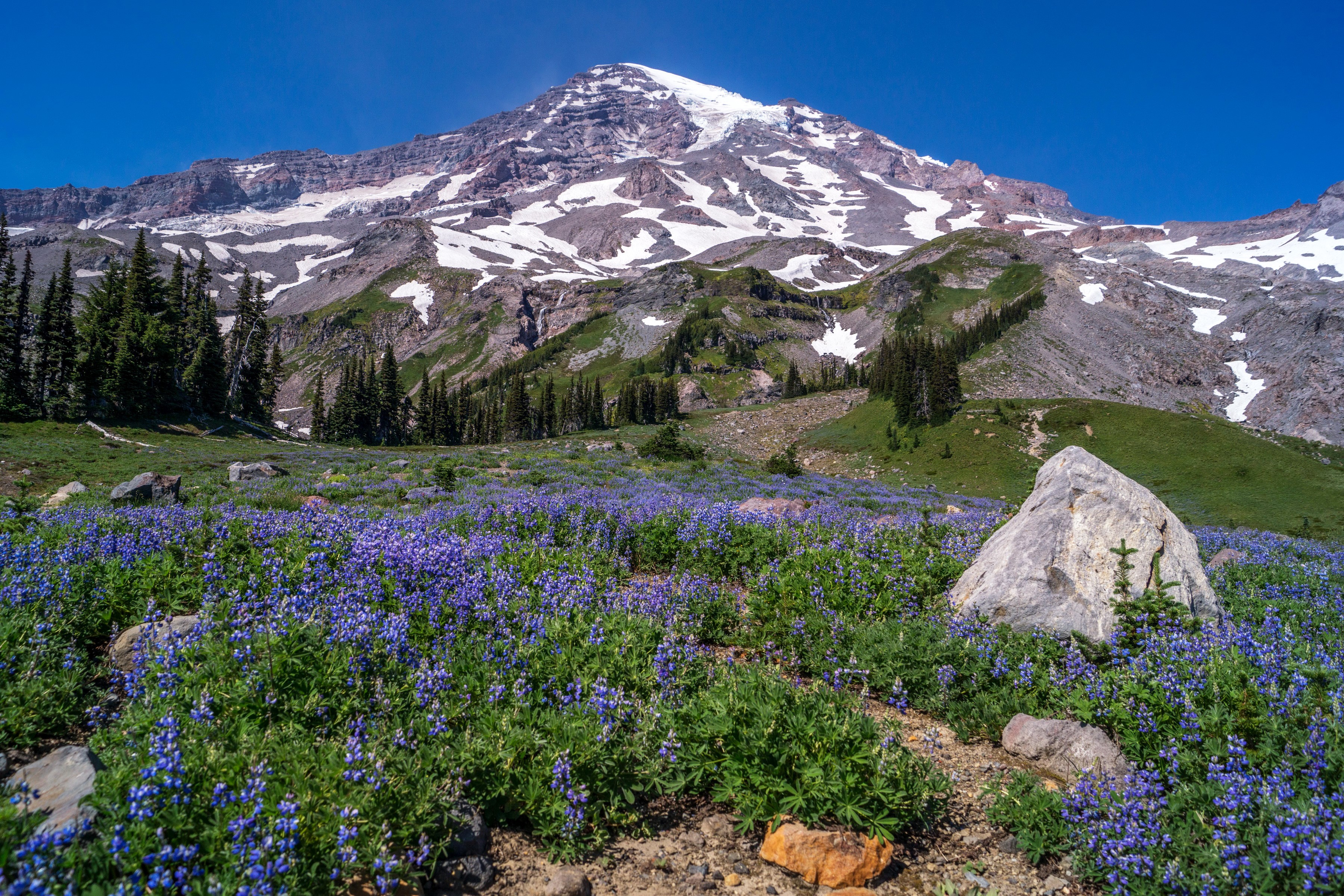 Mount Rainier with Lupine Field in Van Trump Park HD Wallpaper