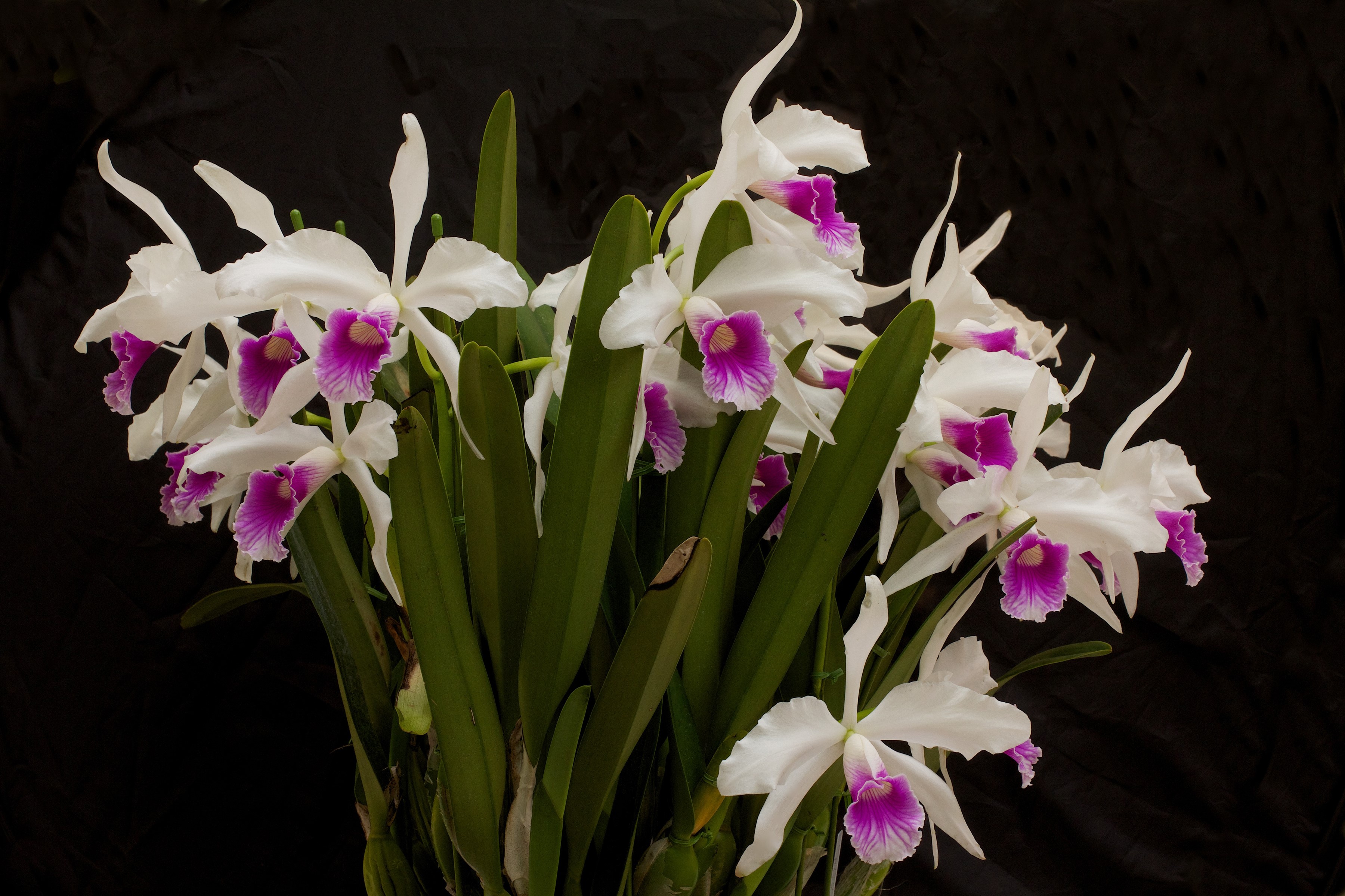 White and purple orchids on a black background HD Wallpaper
