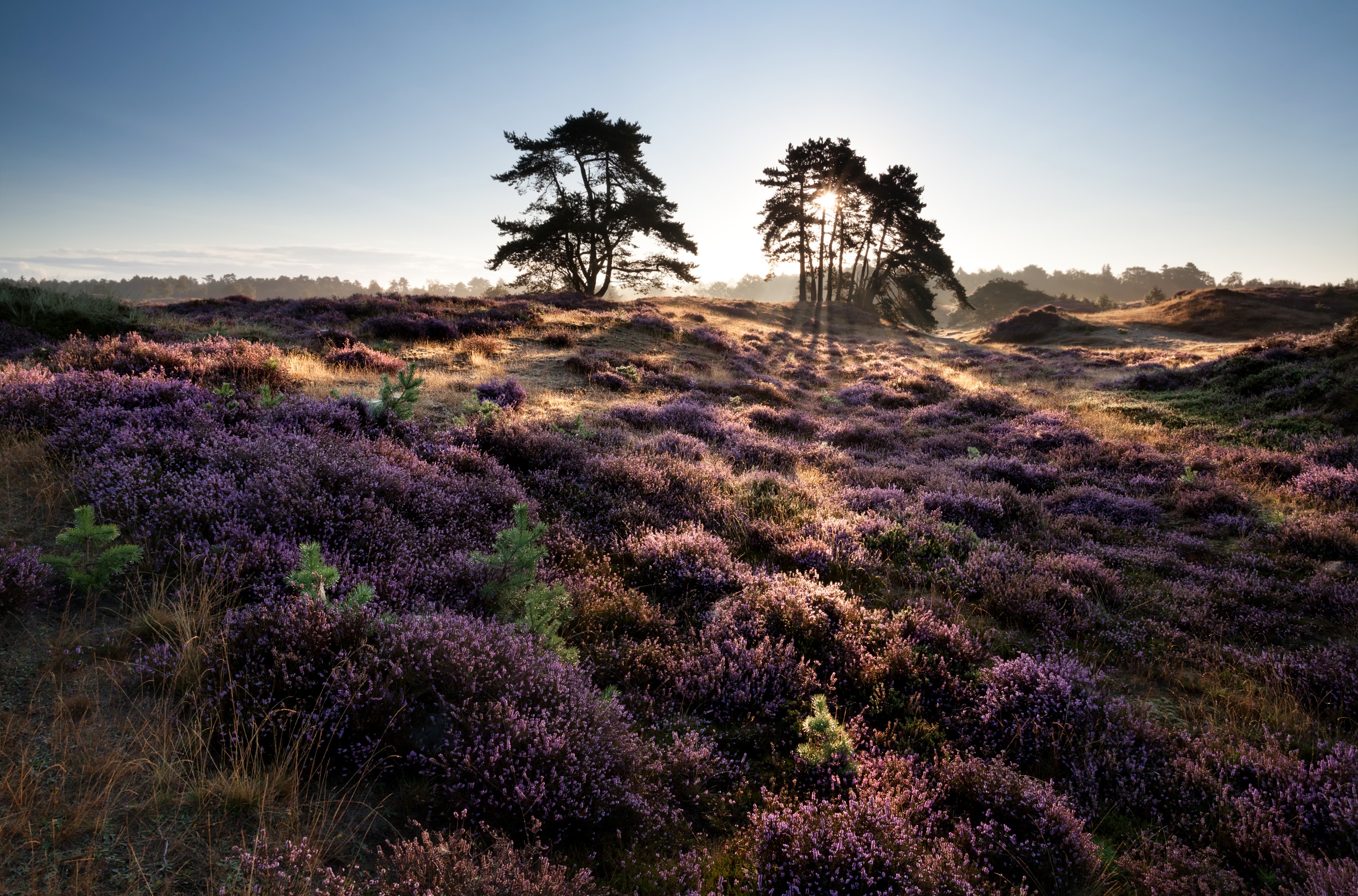 Heather field with trees at sunrise HD Wallpaper