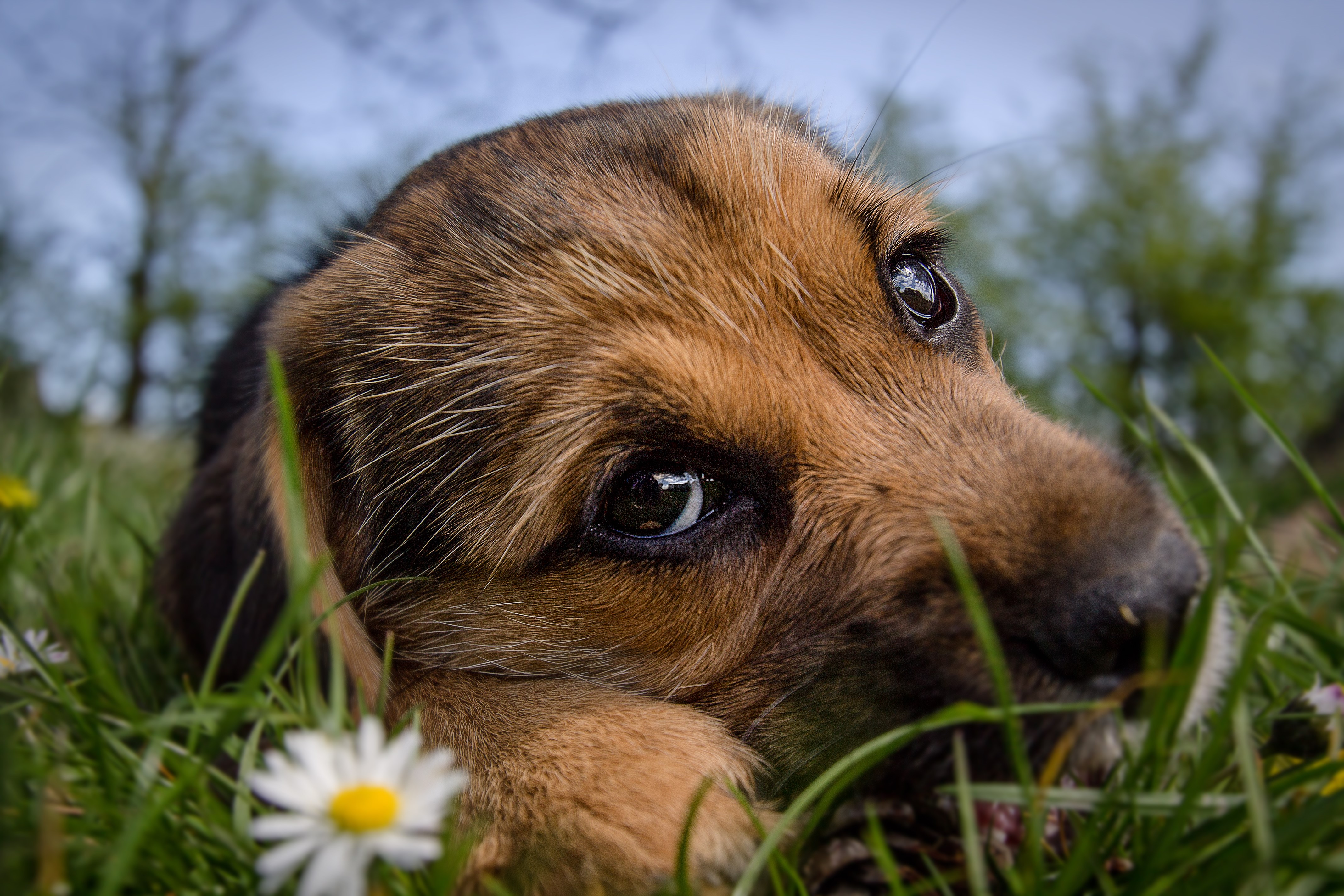 4K Closeup of a Cute Puppy in the Grass HD Wallpaper