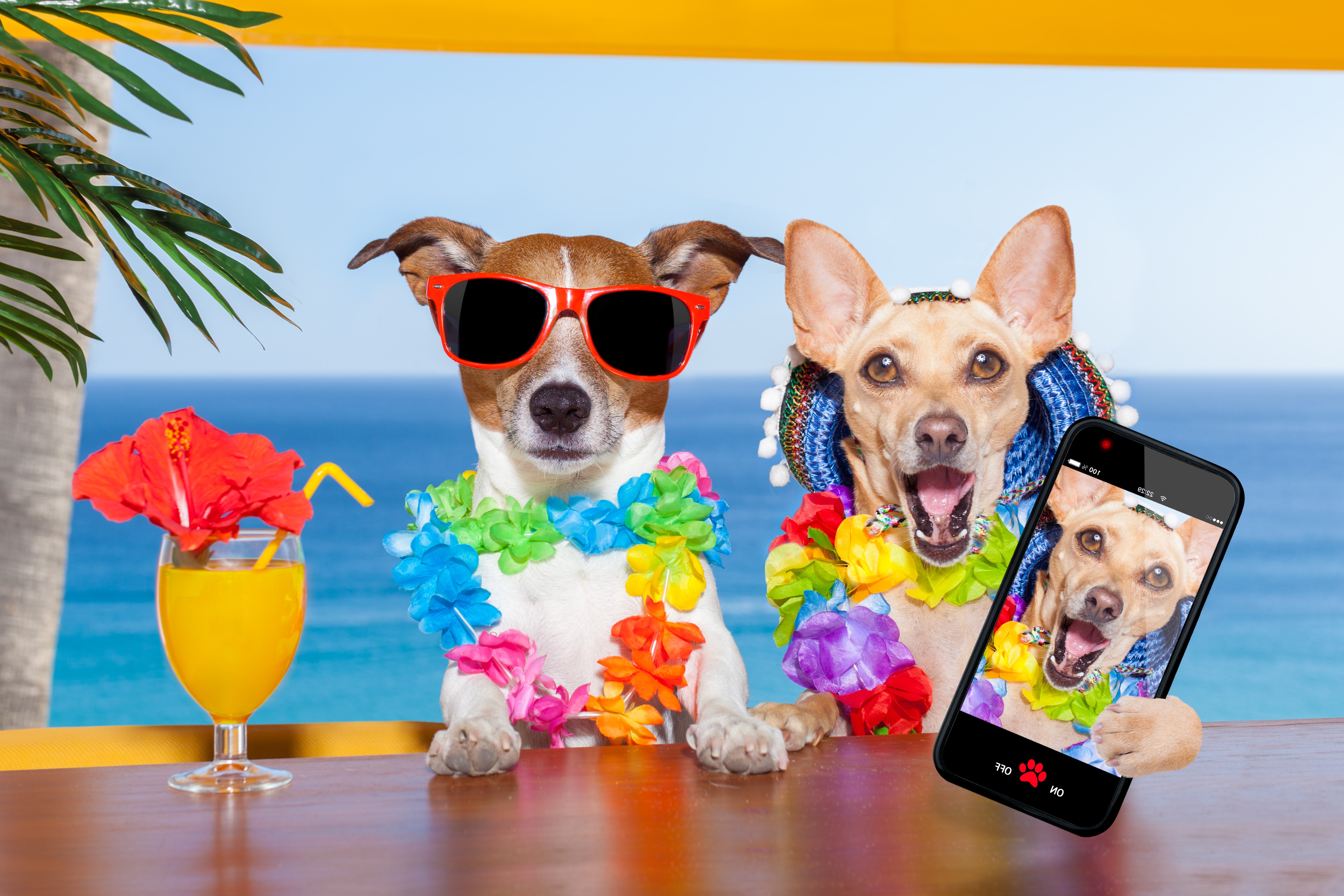 Two dogs on vacation taking a selfie HD Wallpaper
