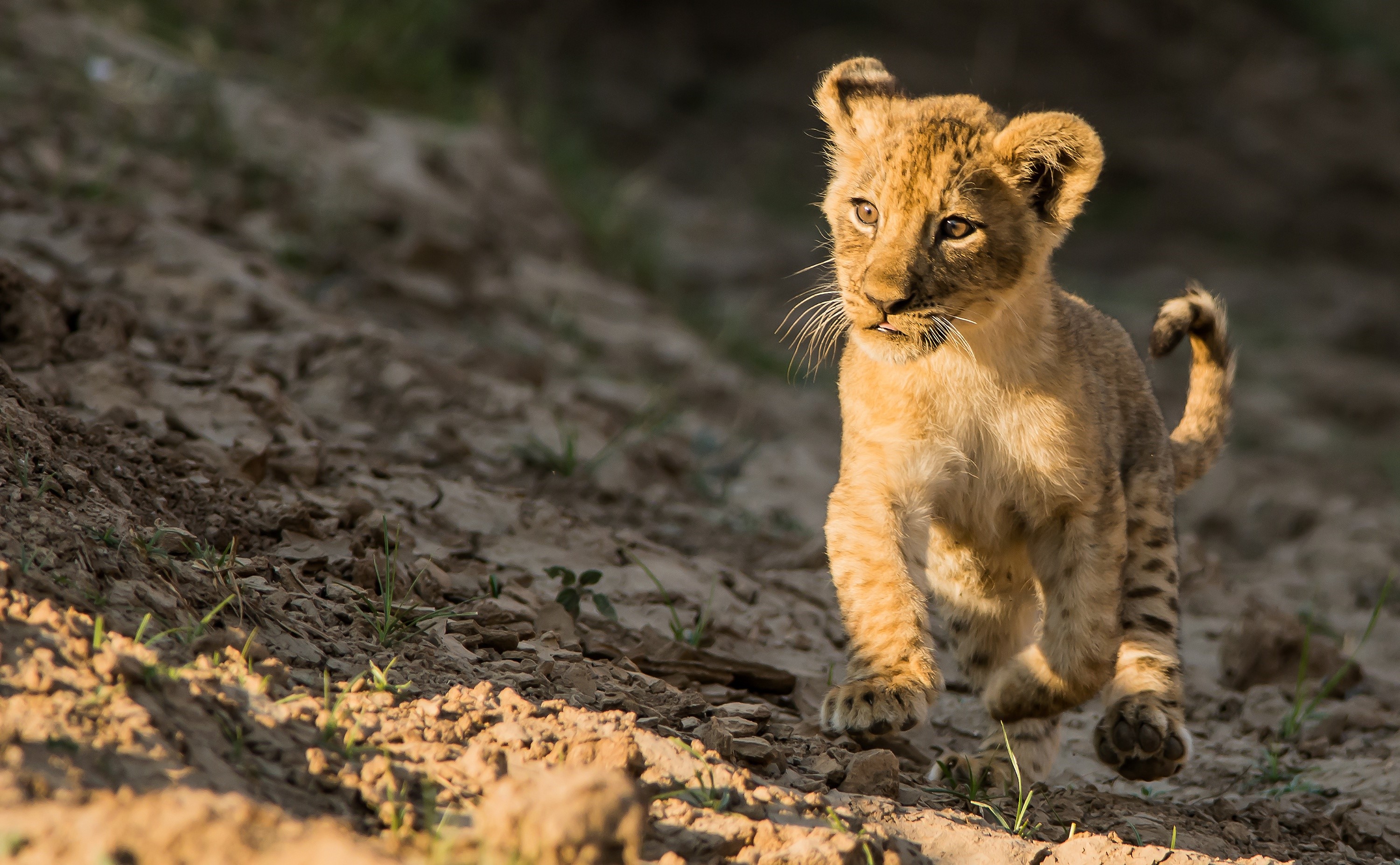 Lion cub running on dirt ground HD Wallpaper
