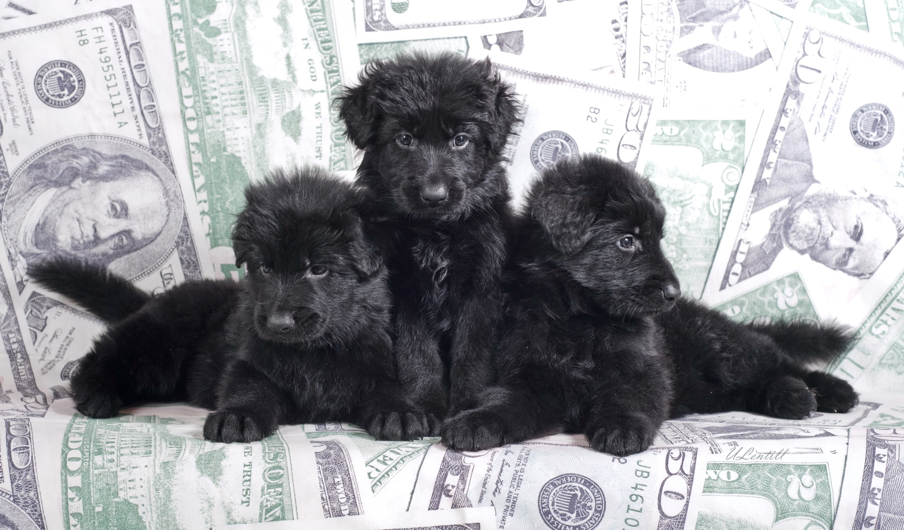 Three Black Shepherd Puppies on Money HD Wallpaper