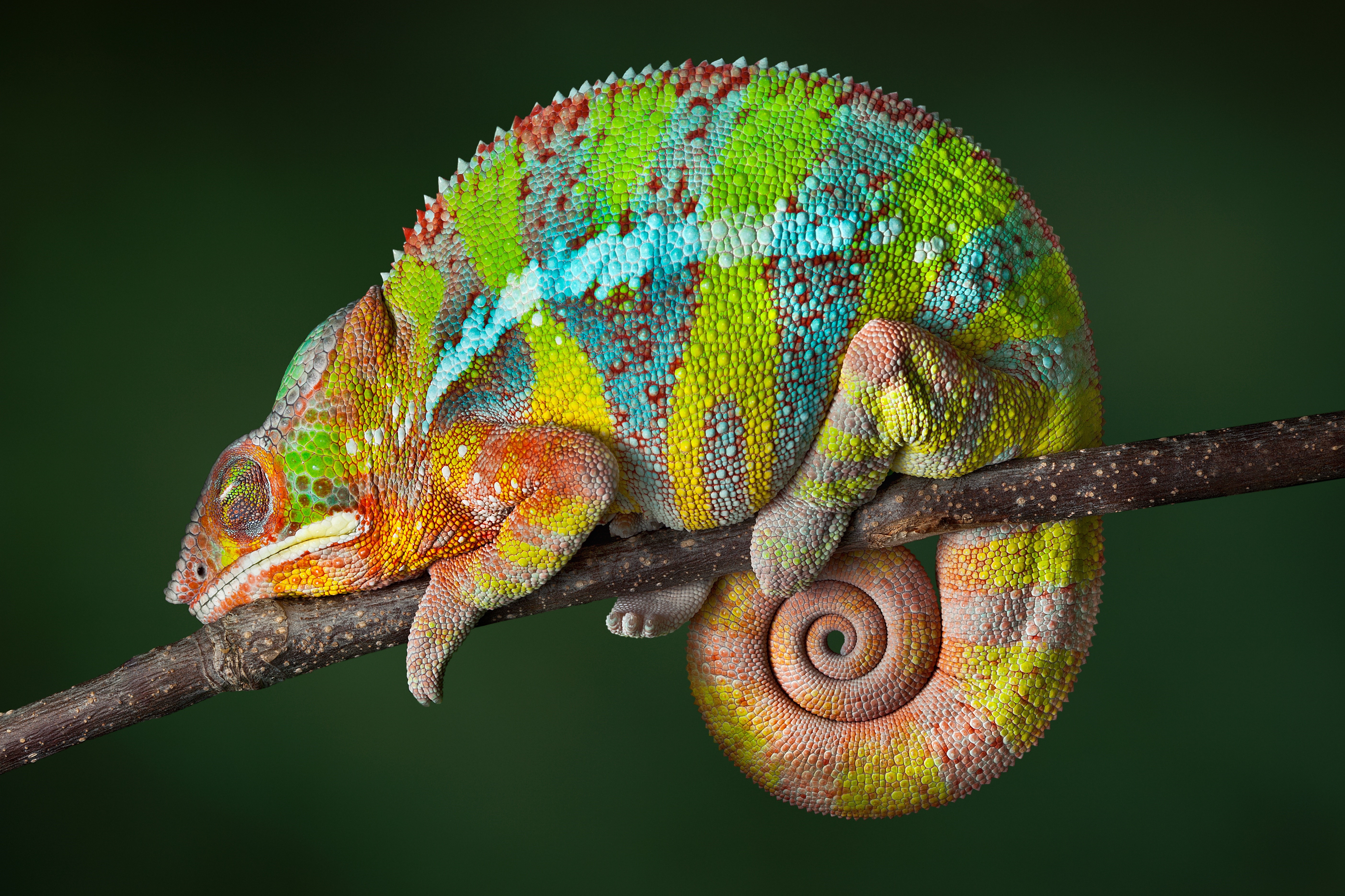 Multicolor Chameleon on Branches HD Wallpaper